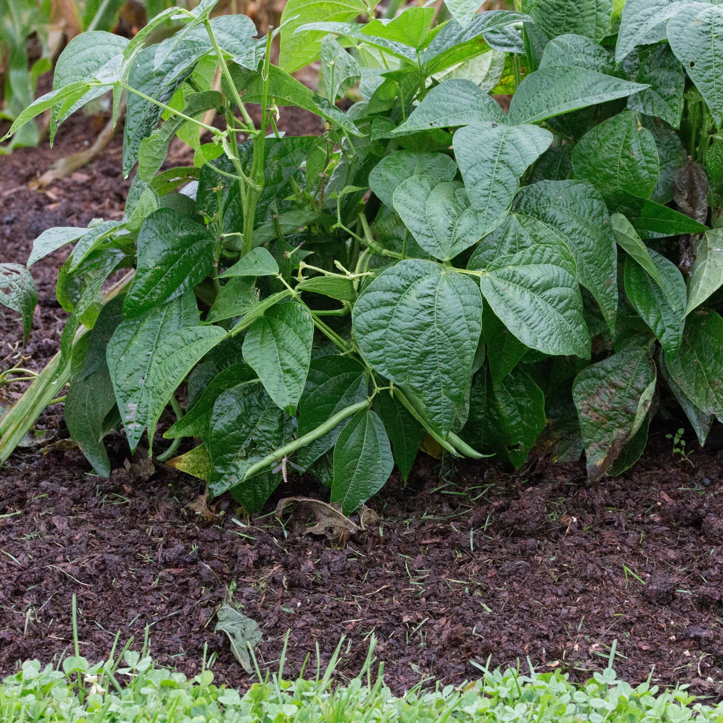 50Pcs Bush Beans Seeds