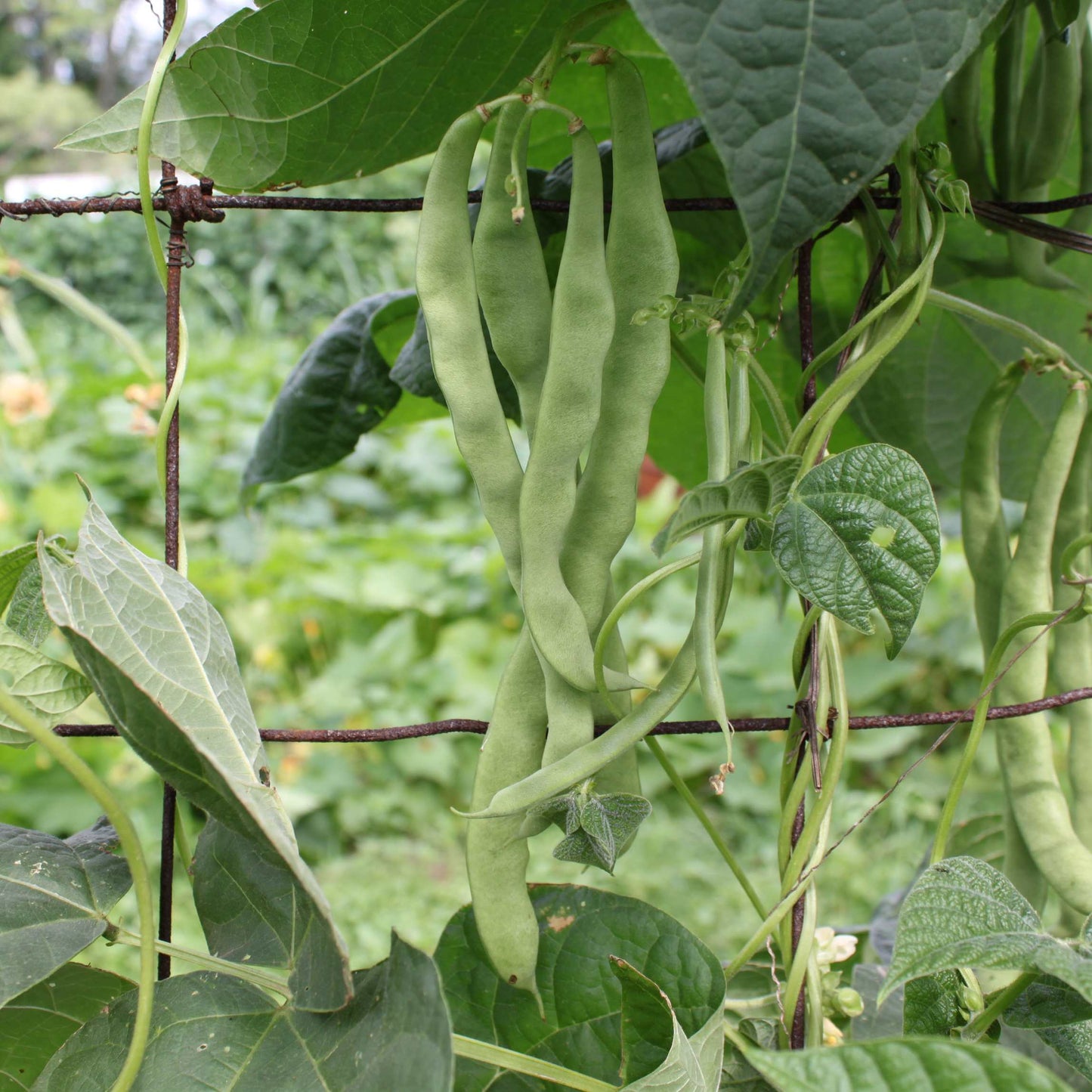 20Pcs Organic Pole Bean Vegetable Seeds