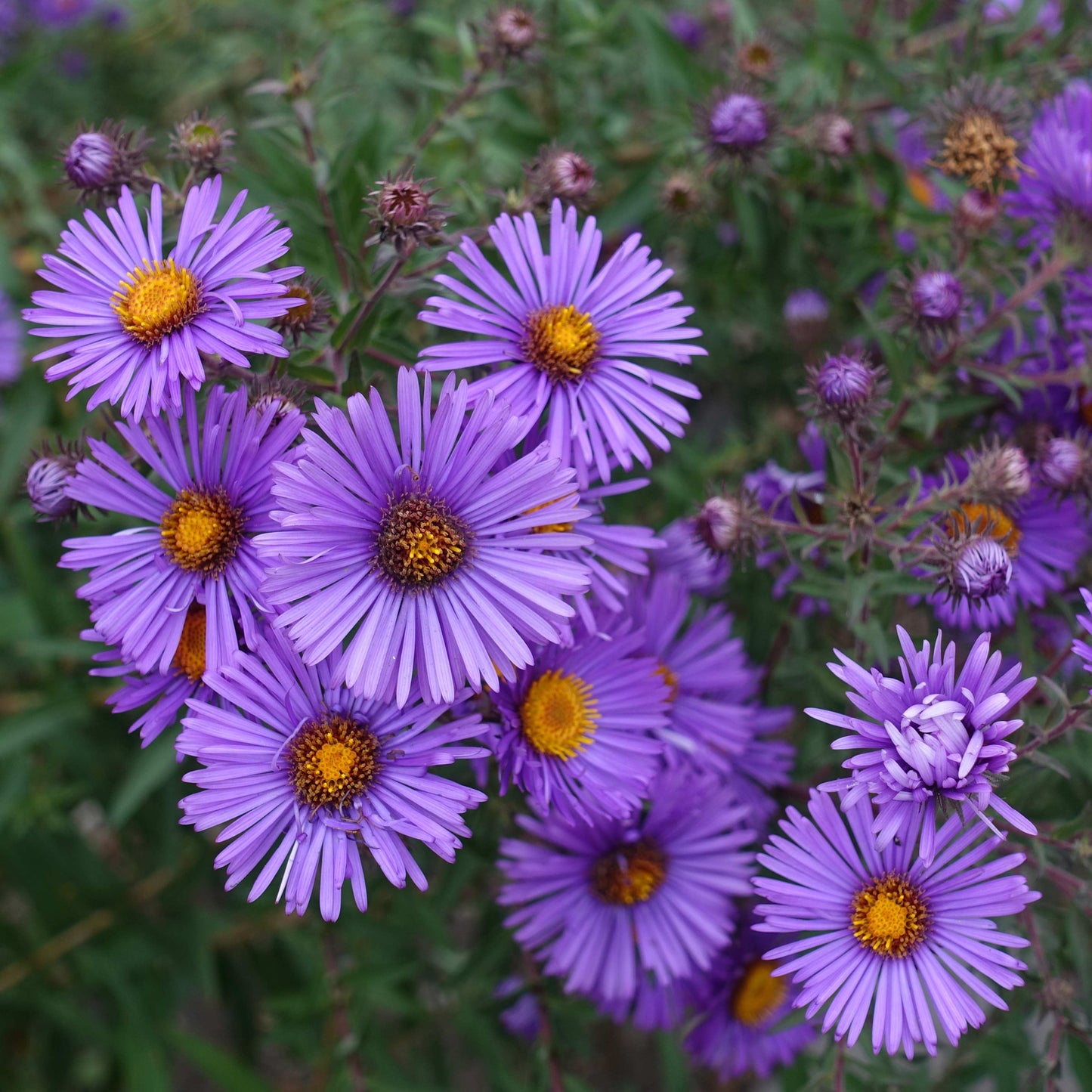 20Pcs Aster Flower Seeds