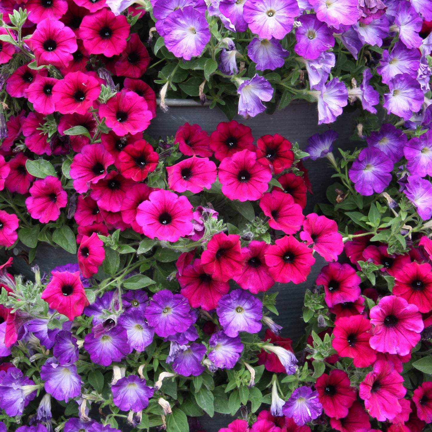 50Pcs Mixed Colors Petunia Seeds