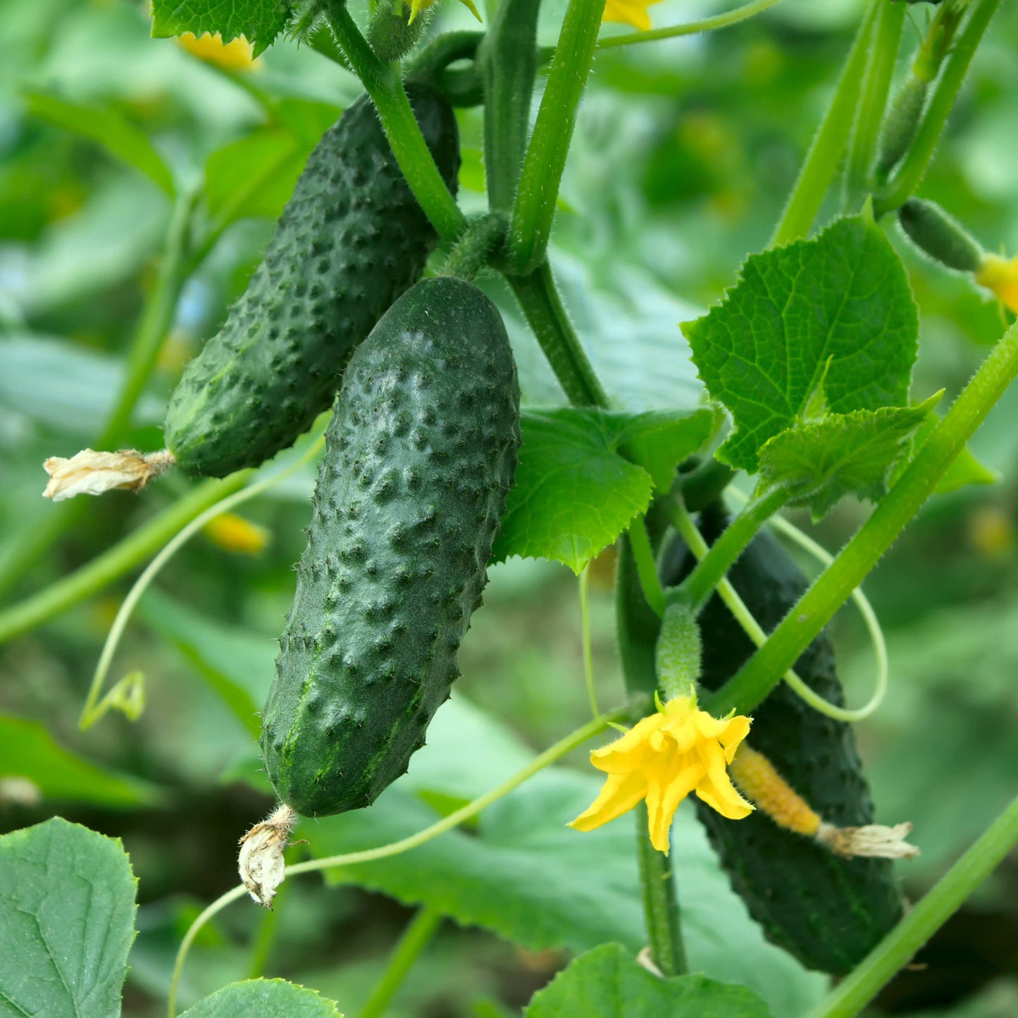 20Pcs Organic Cucumber Seeds