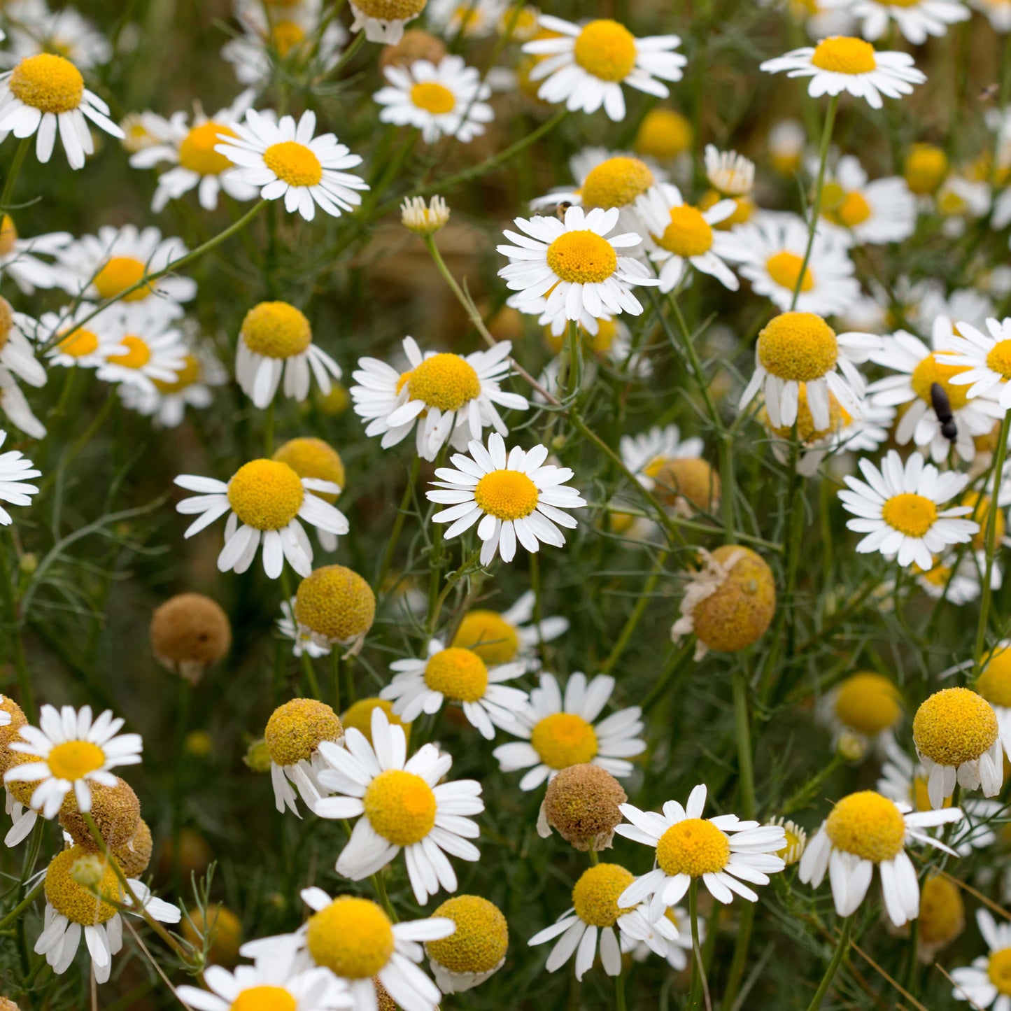 100Pcs German Chamomile Seeds