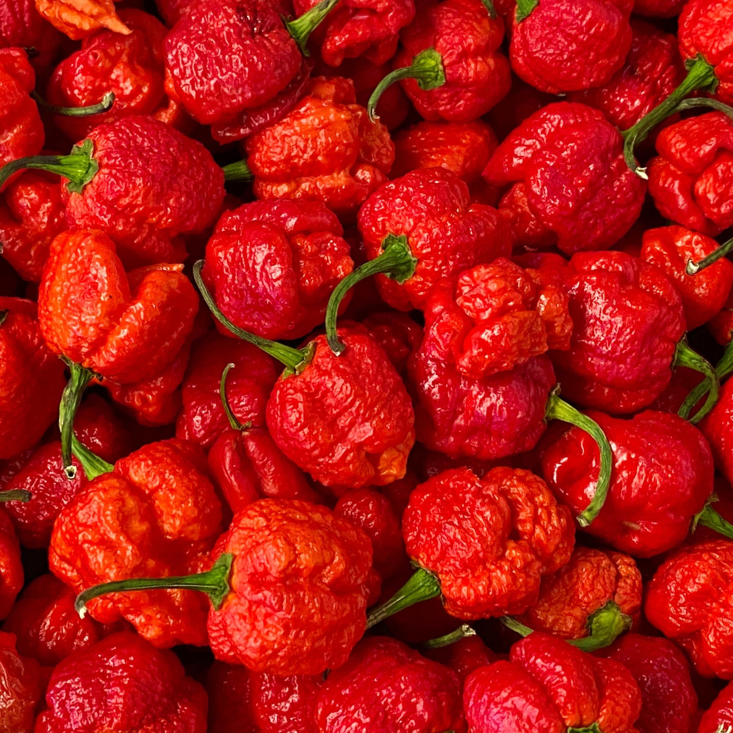 100Pcs Carolina Reaper Pepper Seeds