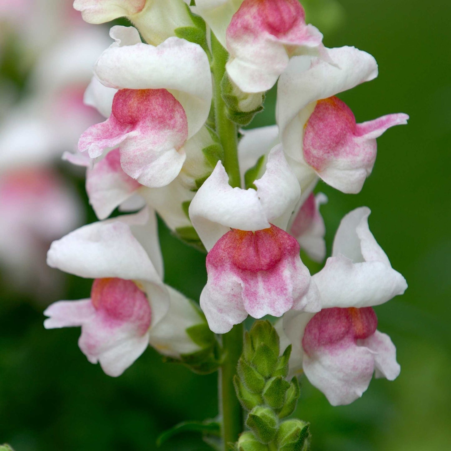100Pcs Organic Snapdragon Flower Seeds Pack