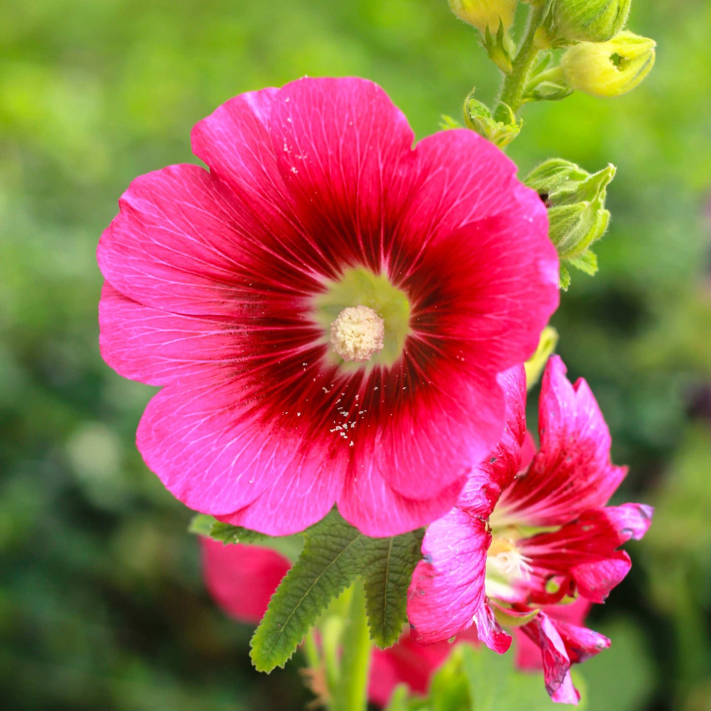 200Pcs Hollyhock Seeds Pack