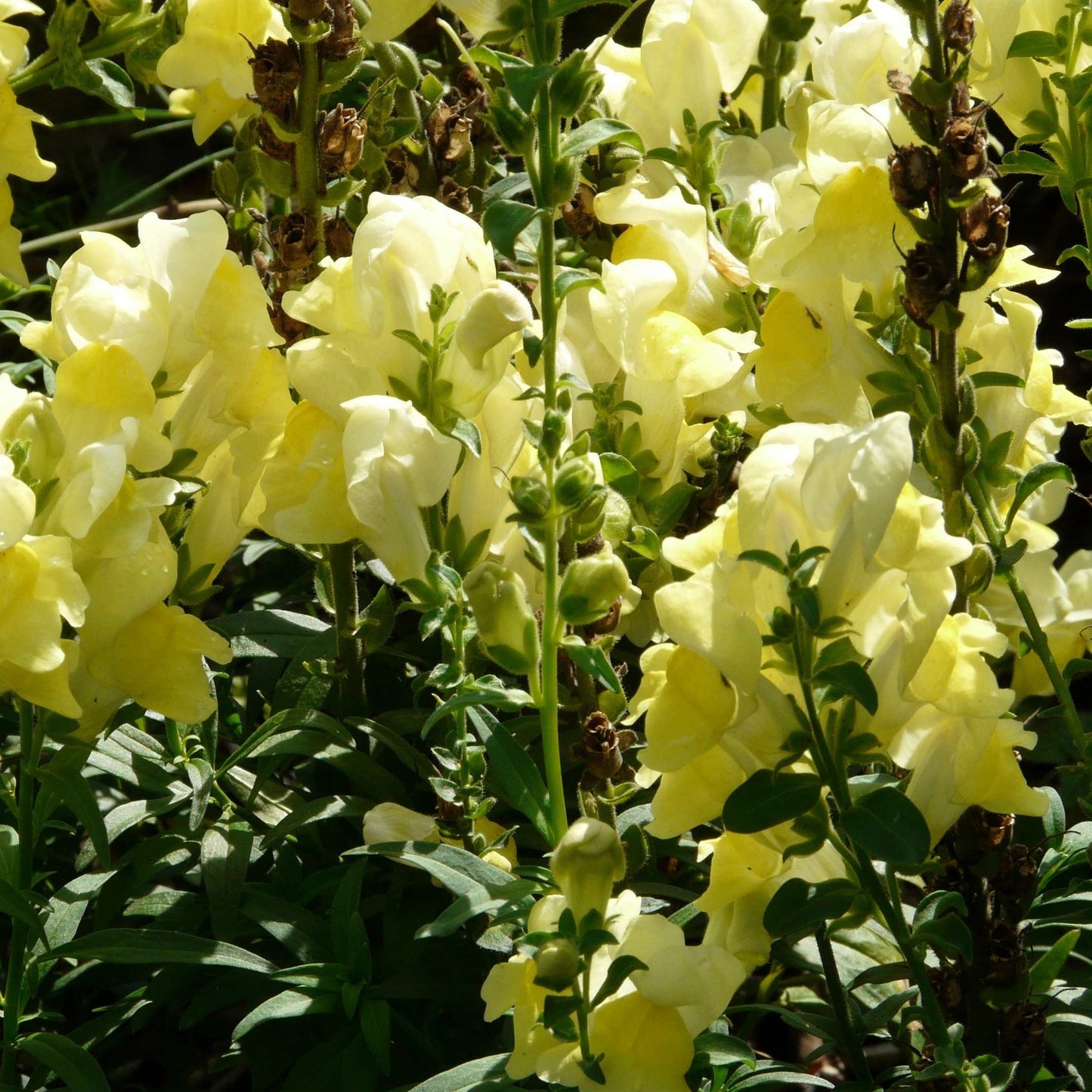 100Pcs Organic Snapdragon Flower Seeds Pack