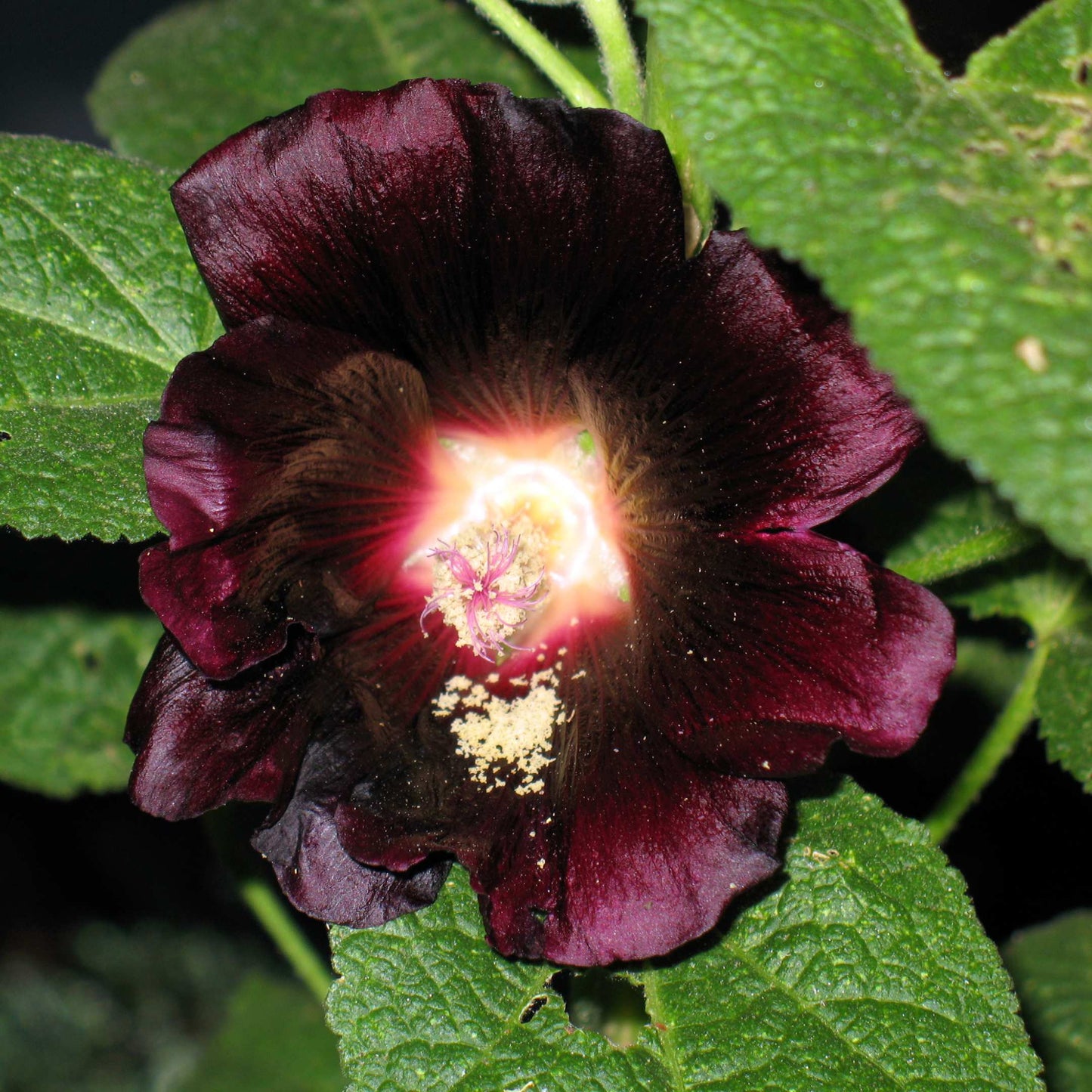 200Pcs Hollyhock Seeds Pack