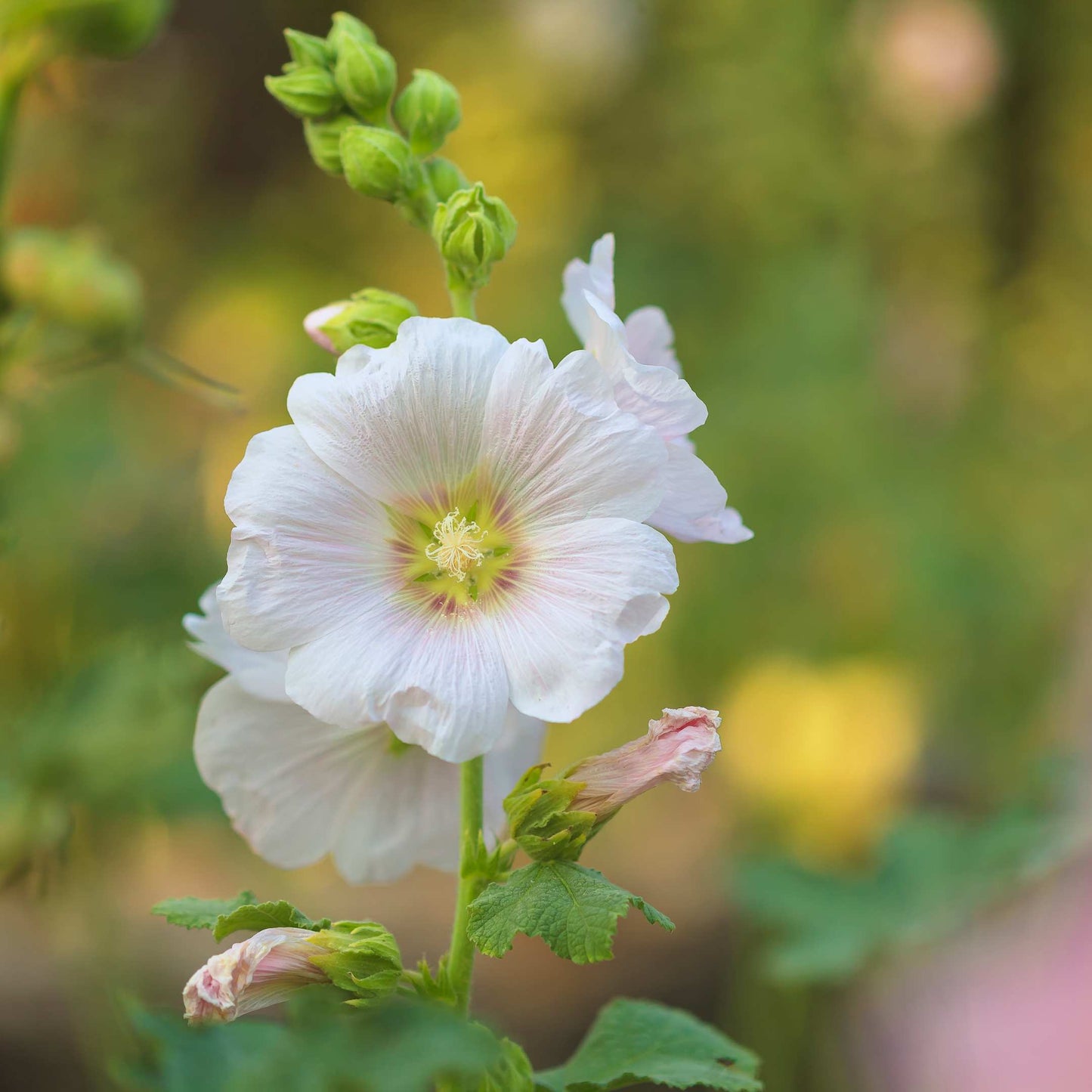 200Pcs Hollyhock Seeds Pack