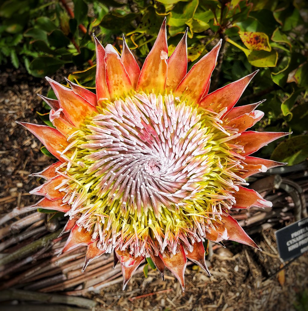 50Pcs Fresh Protea Bonsai Flower Variety Complete Seeds