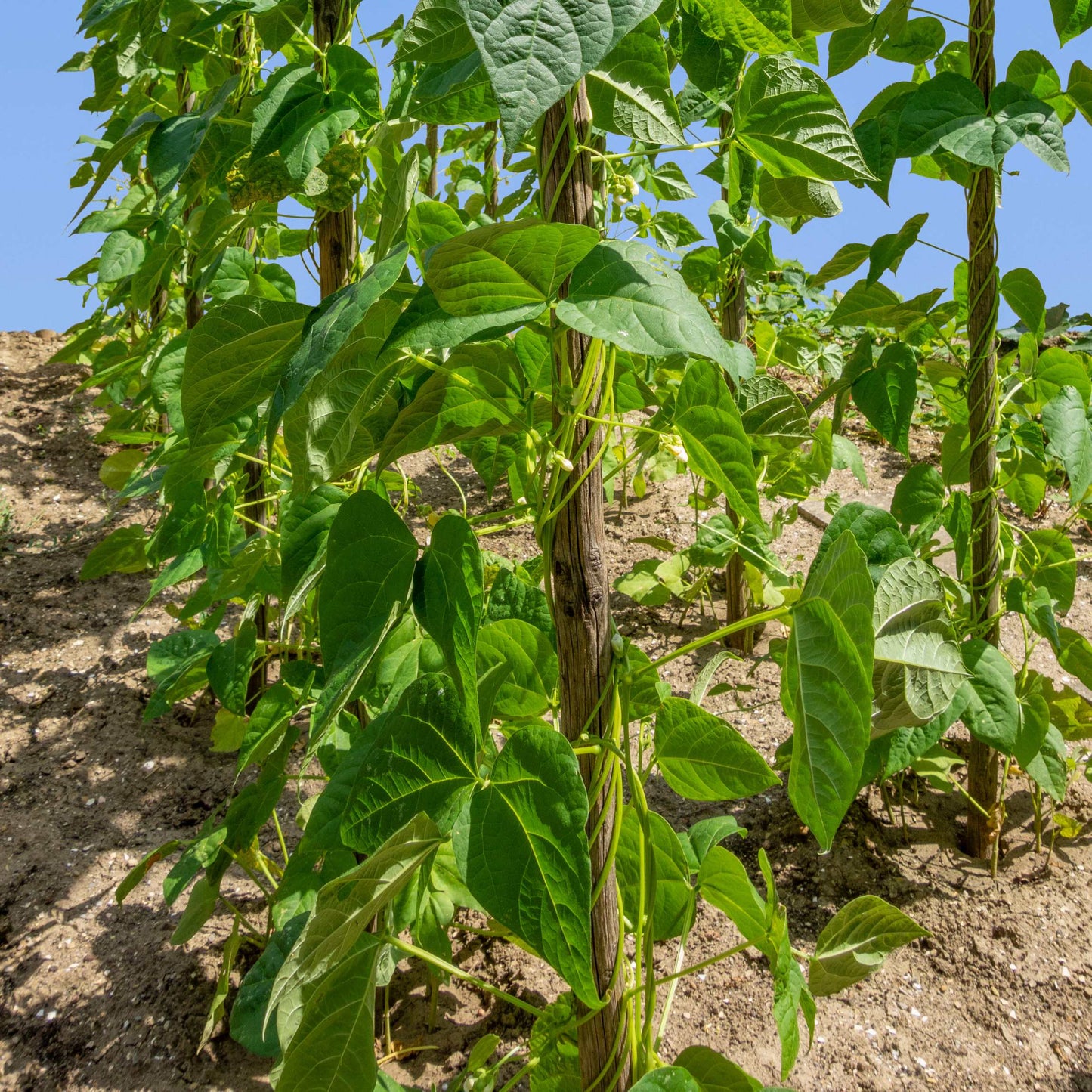 20Pcs Organic Pole Bean Vegetable Seeds