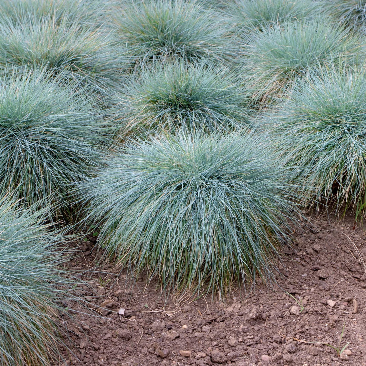 100Pcs Blue Fescue Grass Seeds