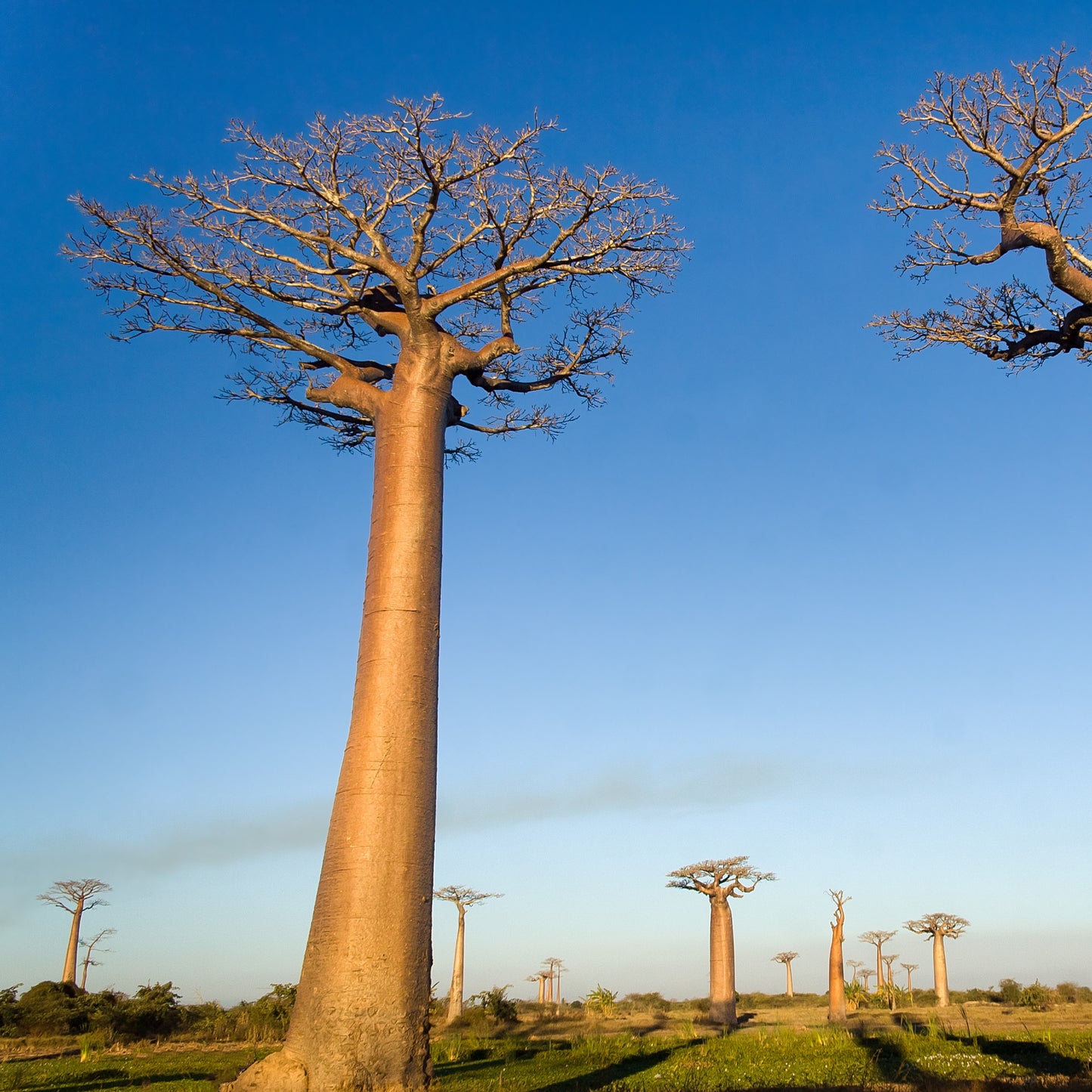 10 Seeds Baobab Tree Seeds (Adansonia Digitata)