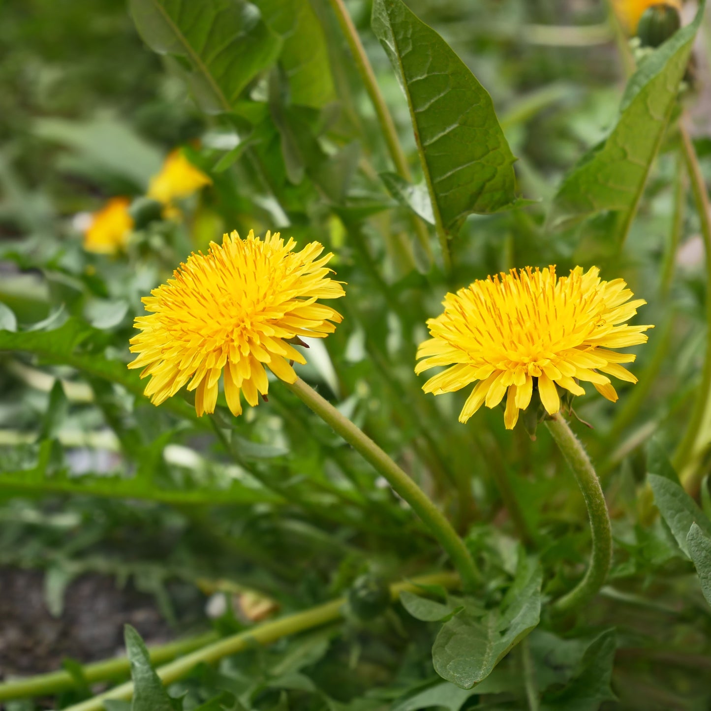 Dandelion (Taraxacum) Plant Seeds