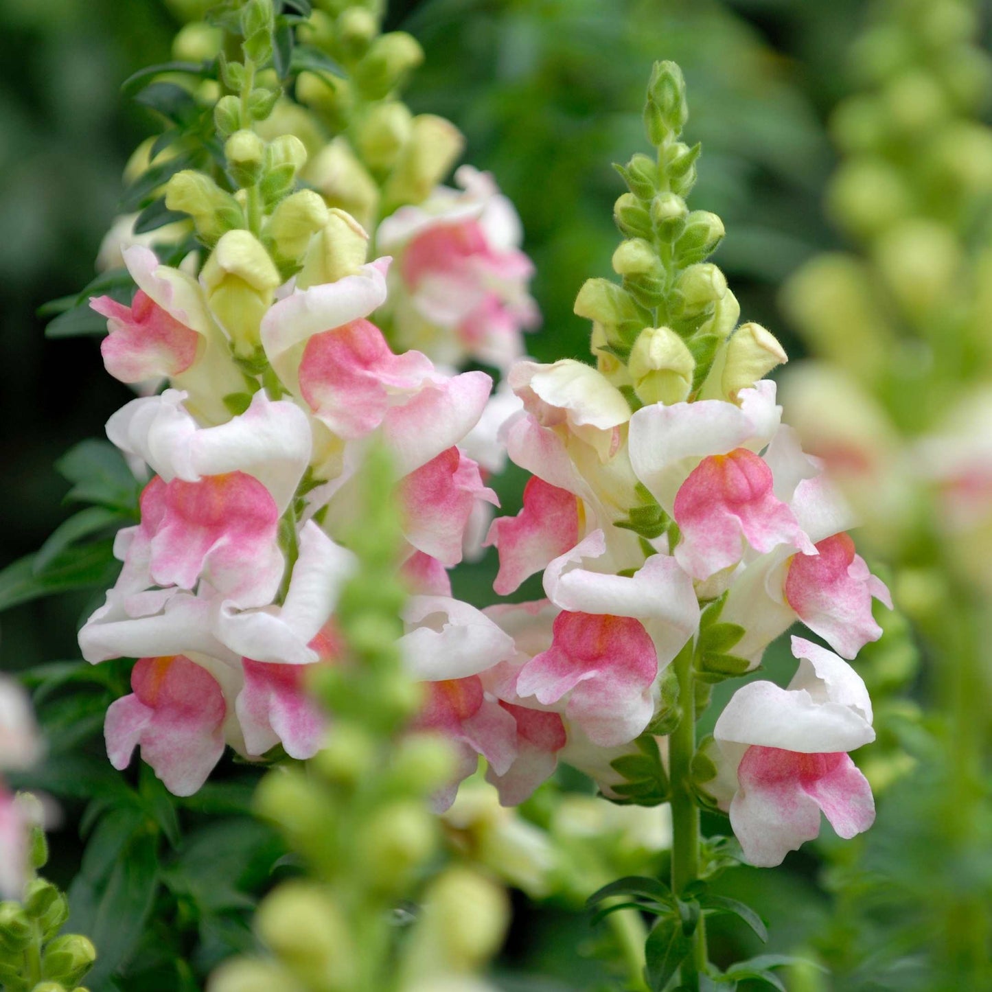 100Pcs Organic Snapdragon Flower Seeds Pack