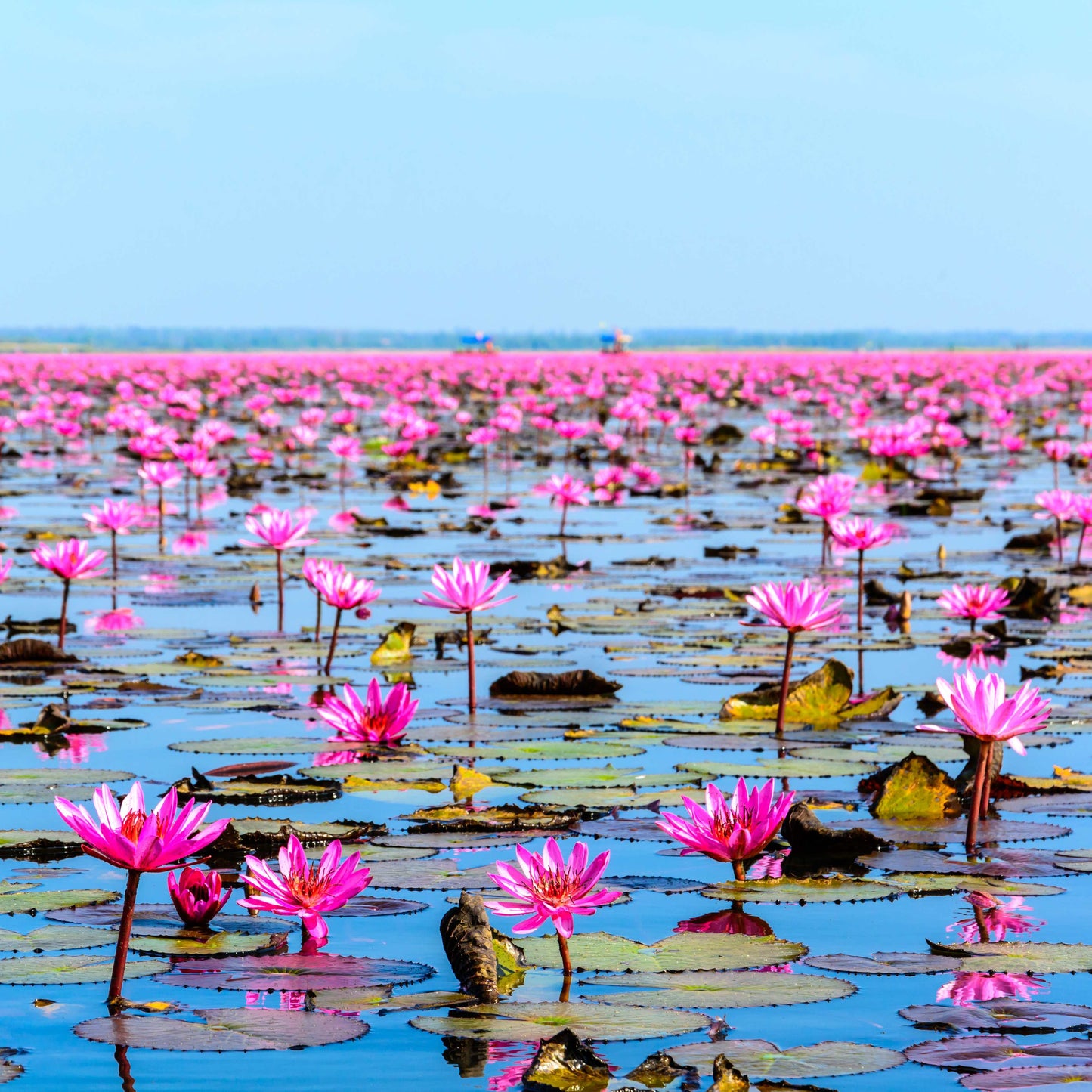 5 PINK LOTUS Flower Seeds