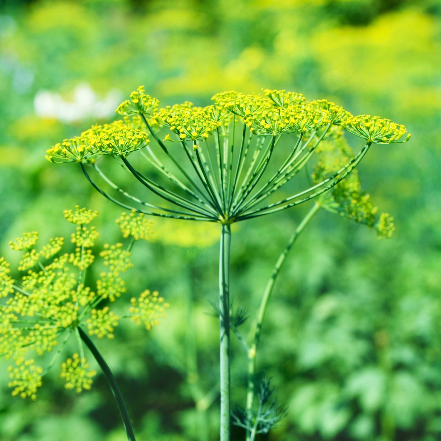 Organic Dill Seeds