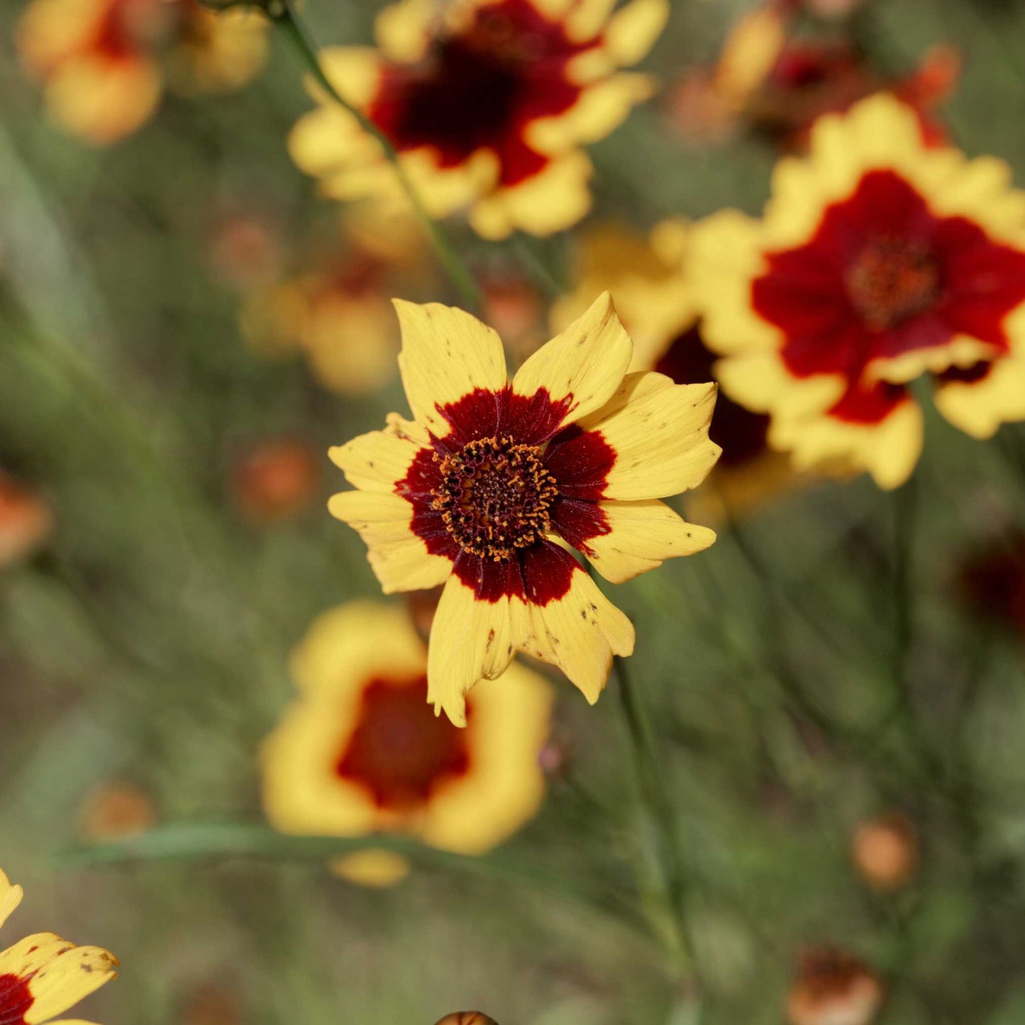 20Pcs Coreopsis Flower Seeds