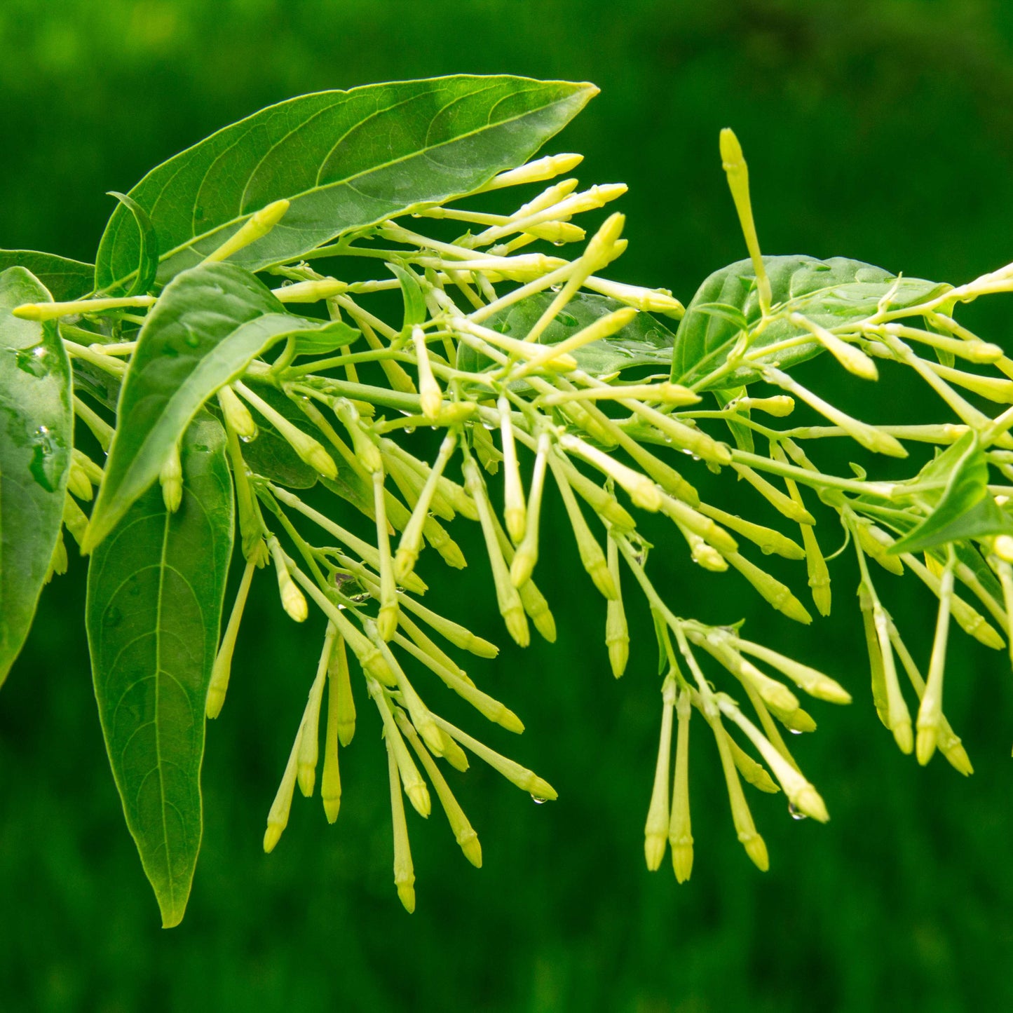 20pcs Night Blooming Jasmine Seeds