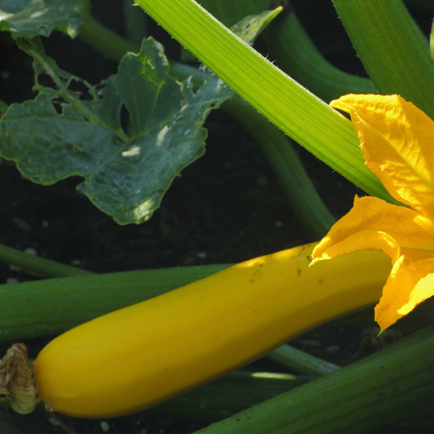 10Pcs Organic Summer Squash Seeds