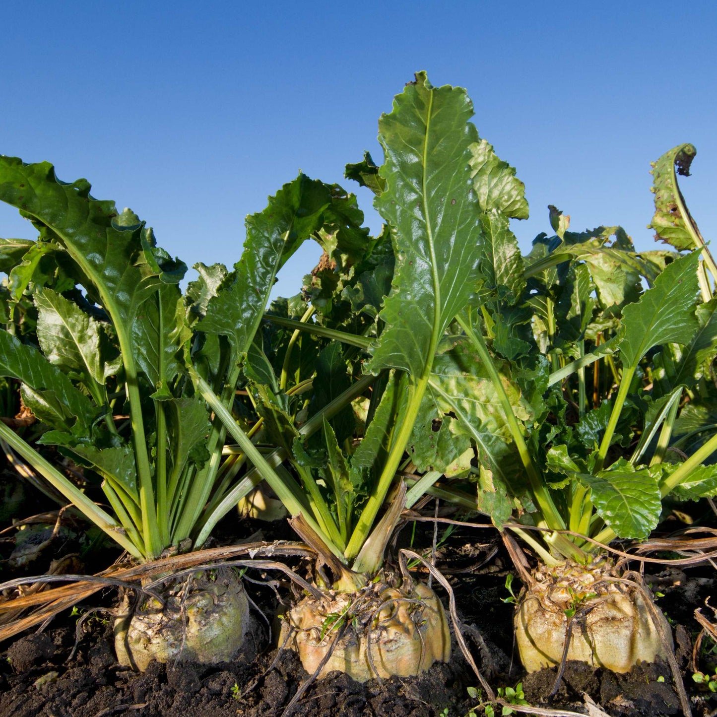 50Pcs Organic Sugar Beet Seeds Pack