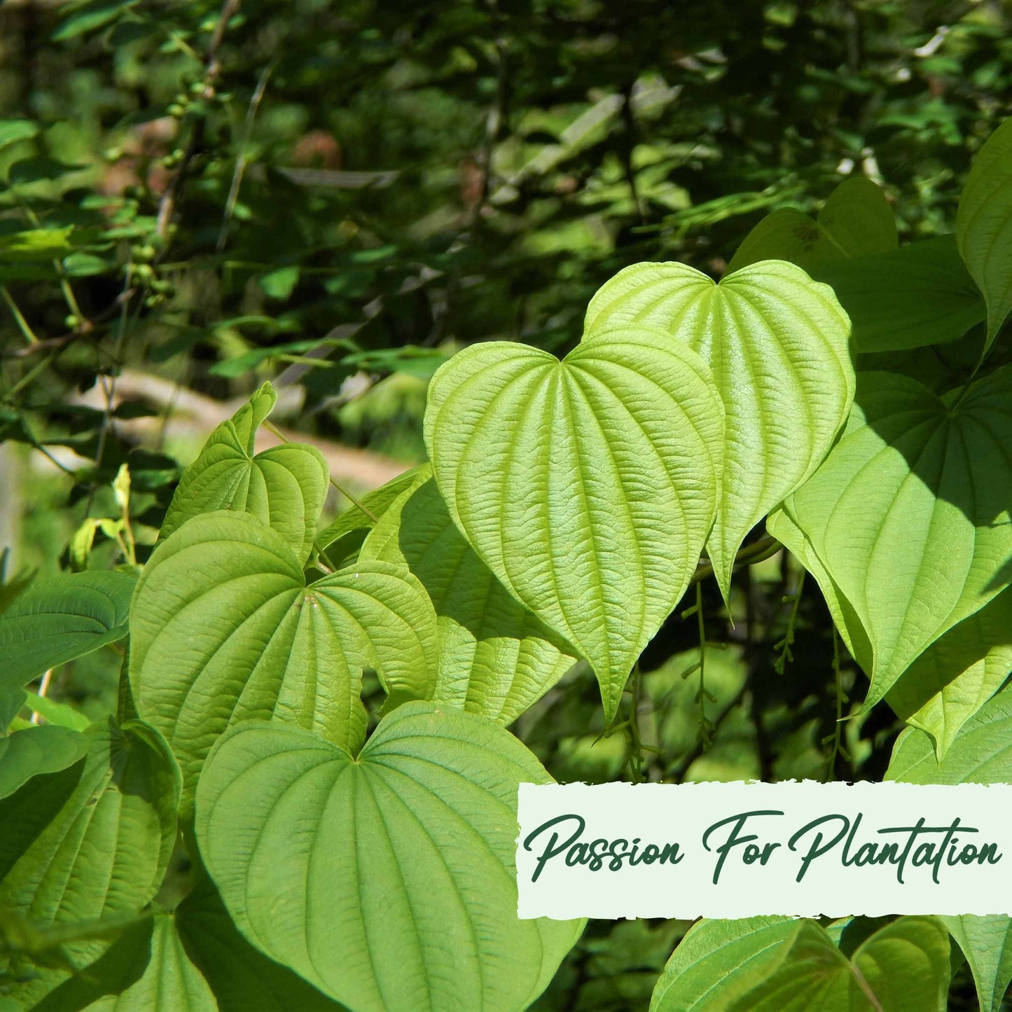 20Pcs Organic Yam (Dioscorea) Vegetable Seeds