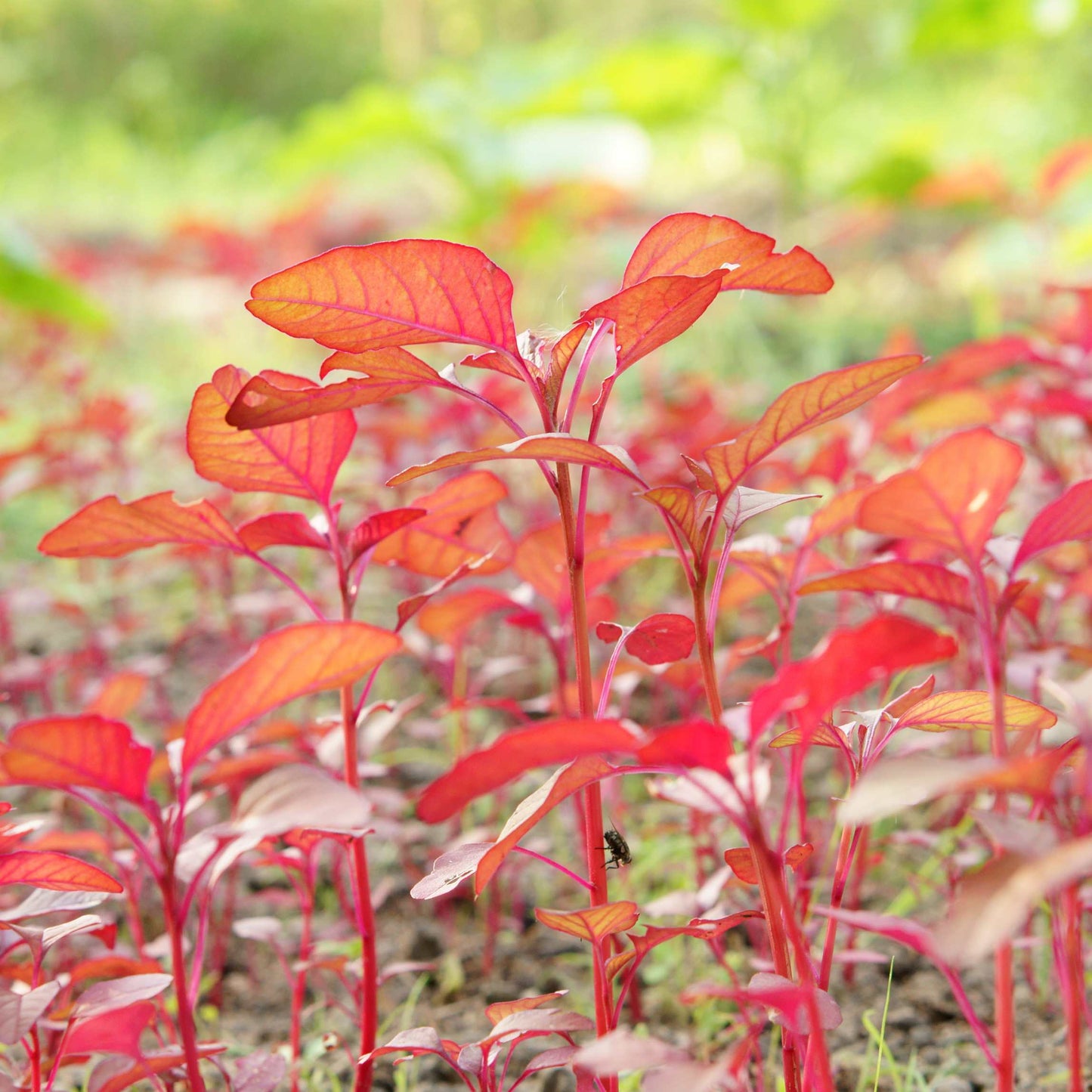 Organic Red Spinach Seeds