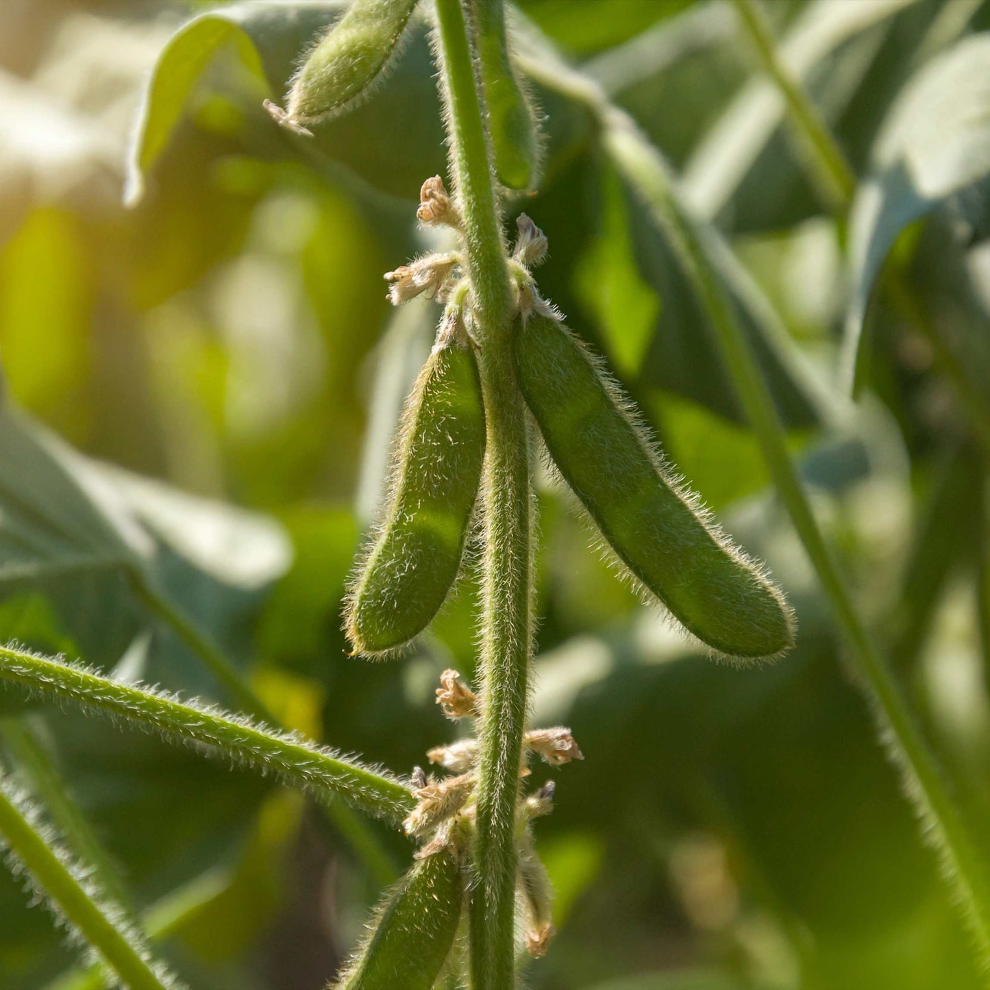 20Pcs Organic Non-GMO Soybean Seeds Pack