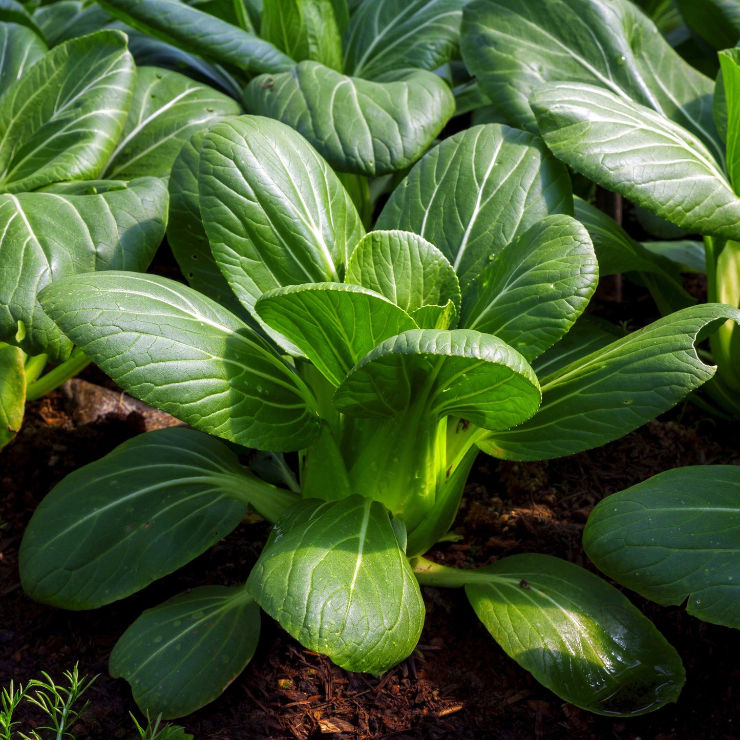 100Pcs Organic Bok Choy Seeds