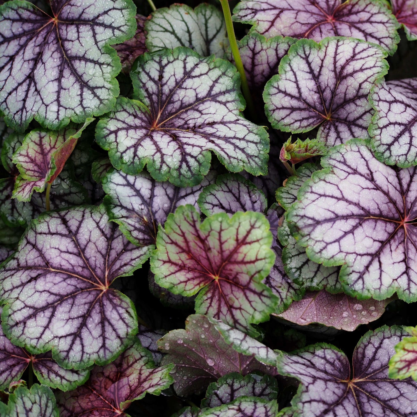 20Pcs Coral Bells (Heuchera Americana) Flower Seeds