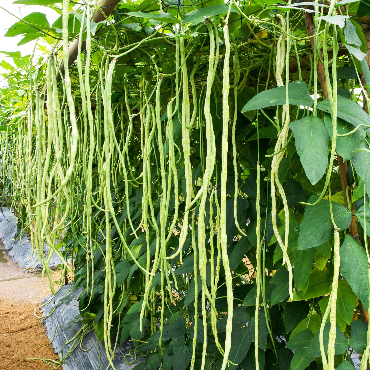 50Pcs Bush Beans Seeds