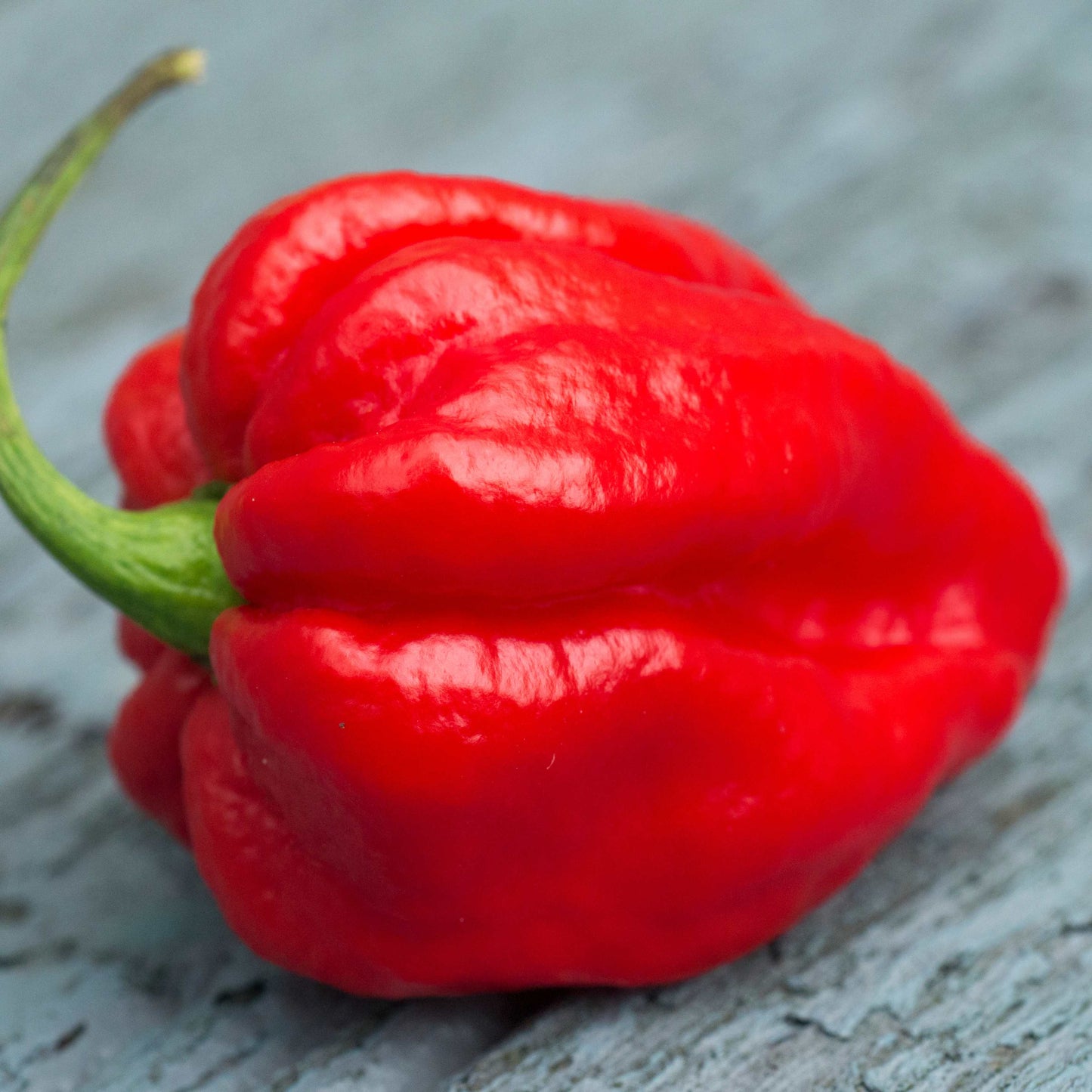100Pcs Carolina Reaper Pepper Seeds