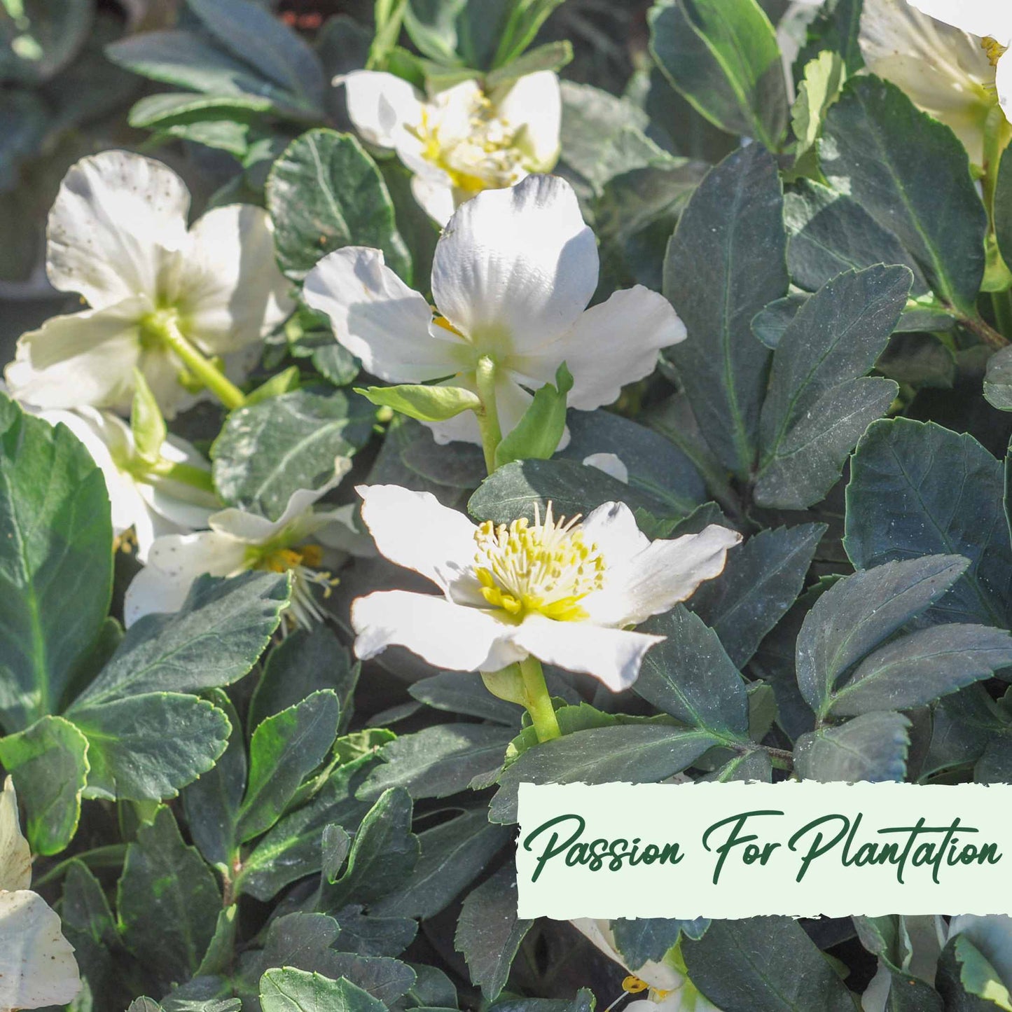 White Angel Christmas Rose (Helleborus Niger) Flower Seeds