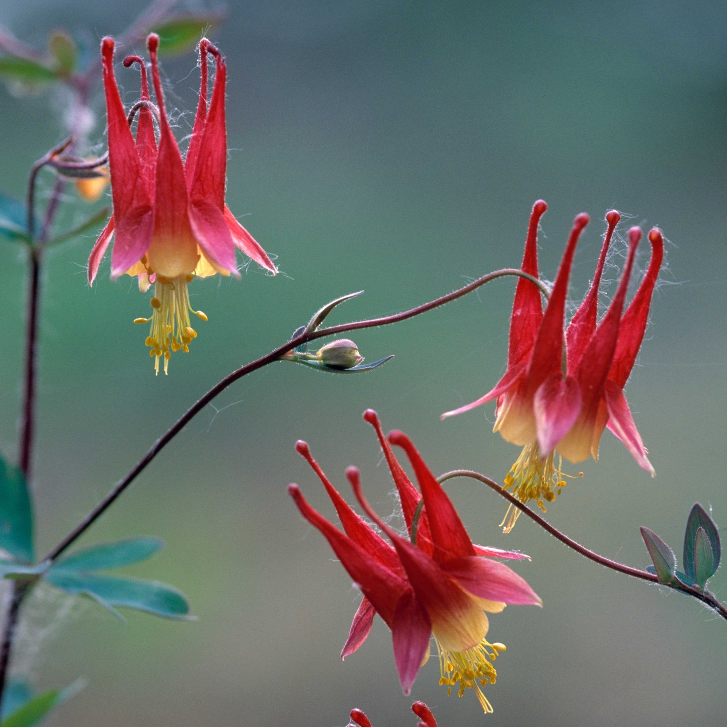 100Pcs Wild Columbine Flower Seeds