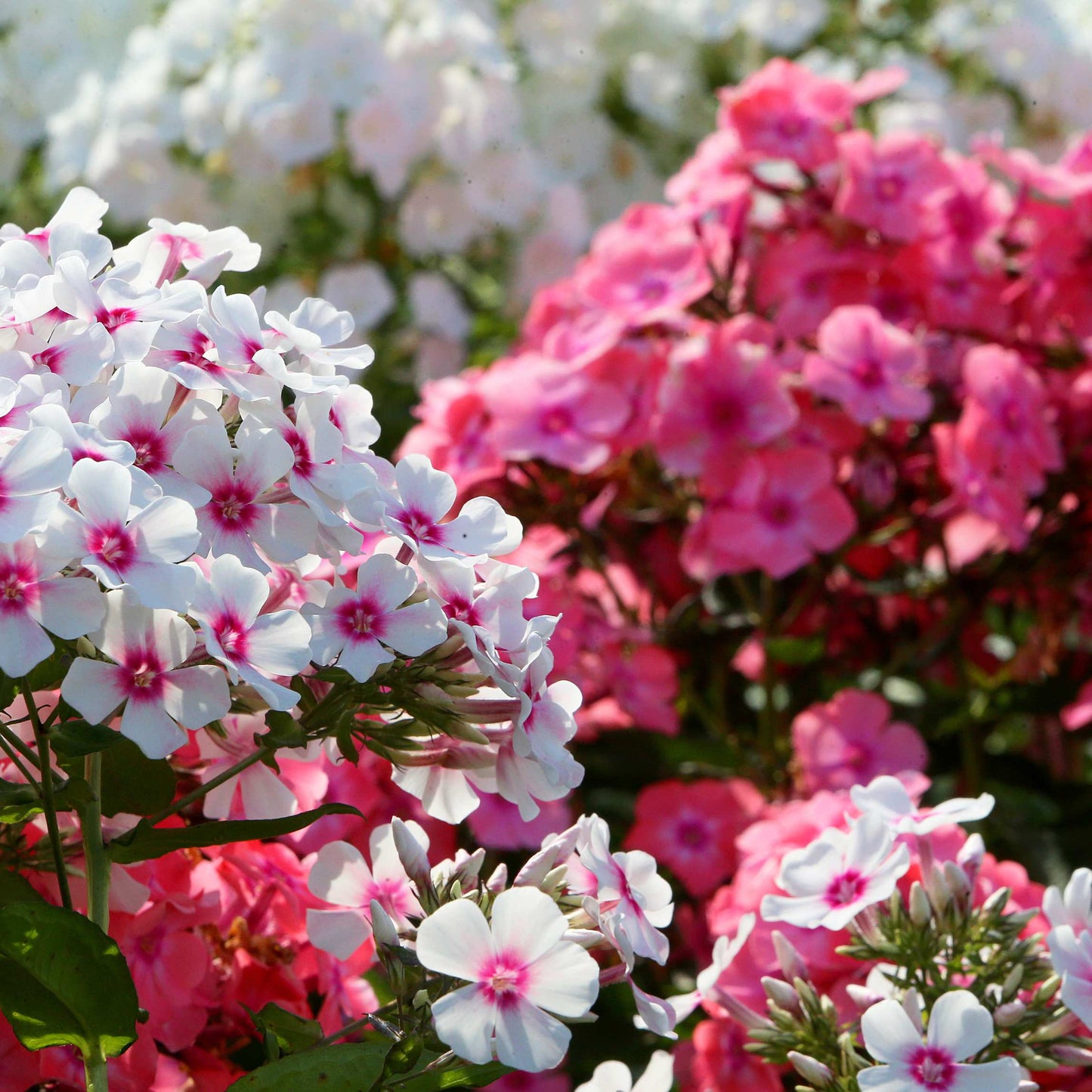 50Pcs Phlox Flower Seeds Pack