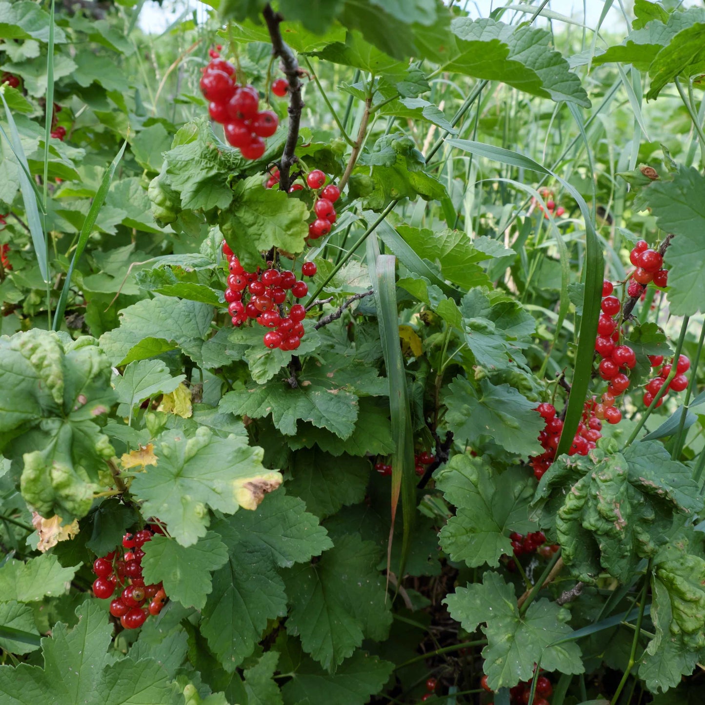 10Pcs Organic Scarlet Runner Bean Seeds