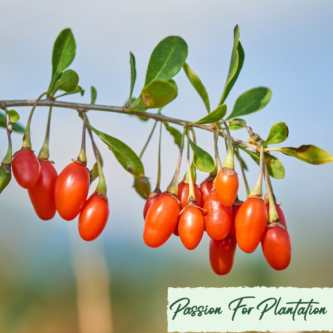 100Pcs Himalayan Goji Berry (Wolfberry) Seeds