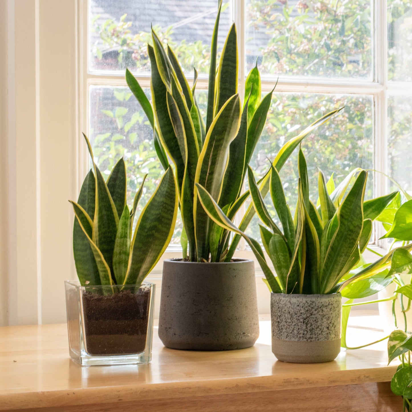 30Pcs Viper Snake Plant Seeds