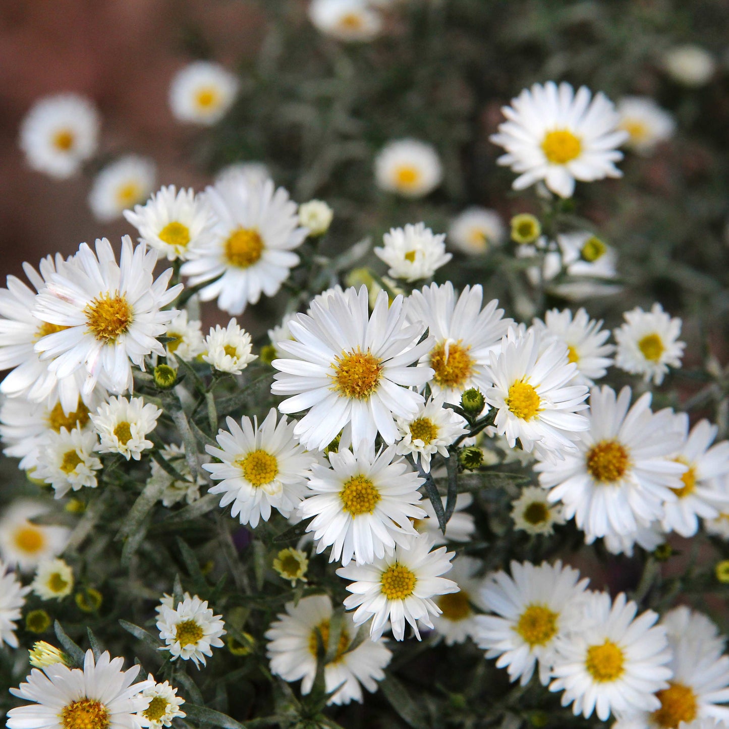 20Pcs Aster Flower Seeds