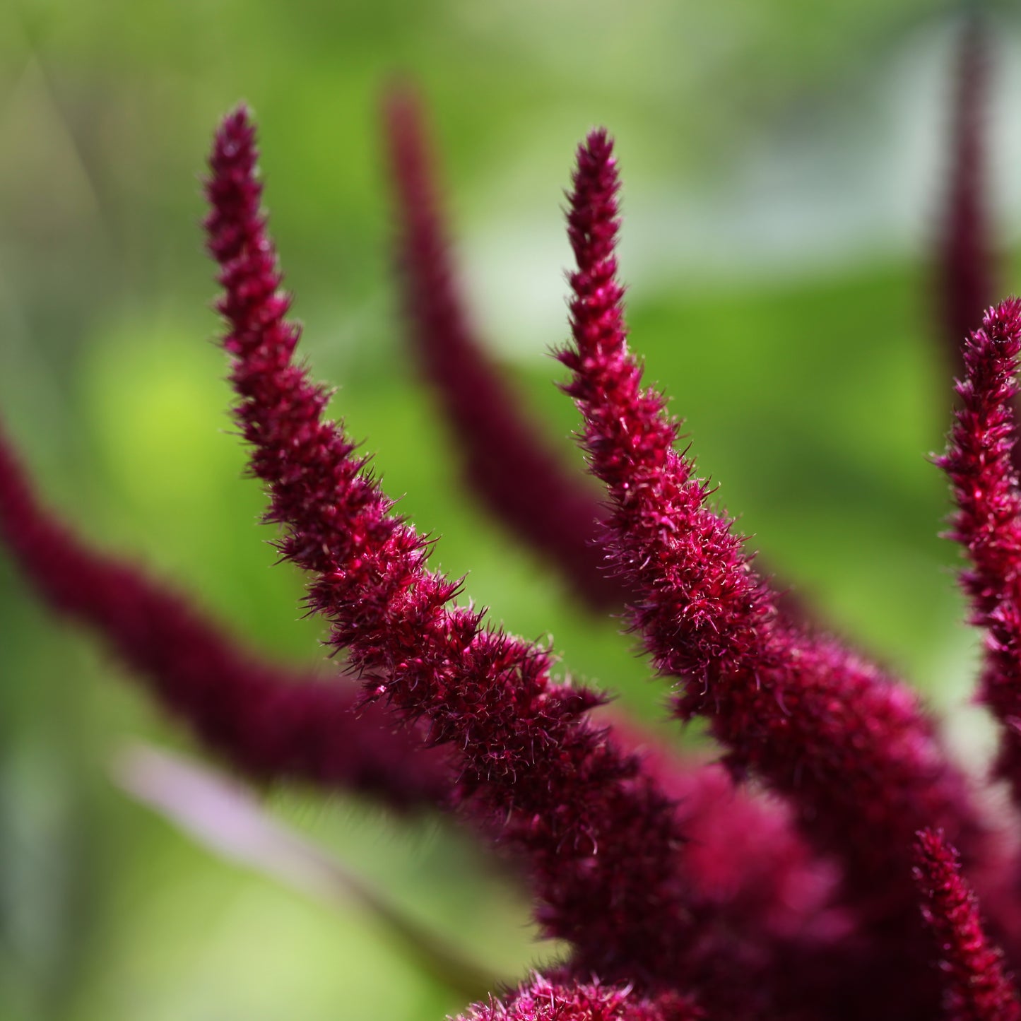 100Pcs Amaranth Plant Seeds