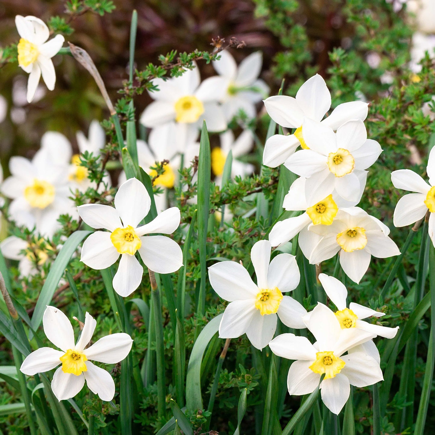 10Pcs Narcissus Flower Seeds
