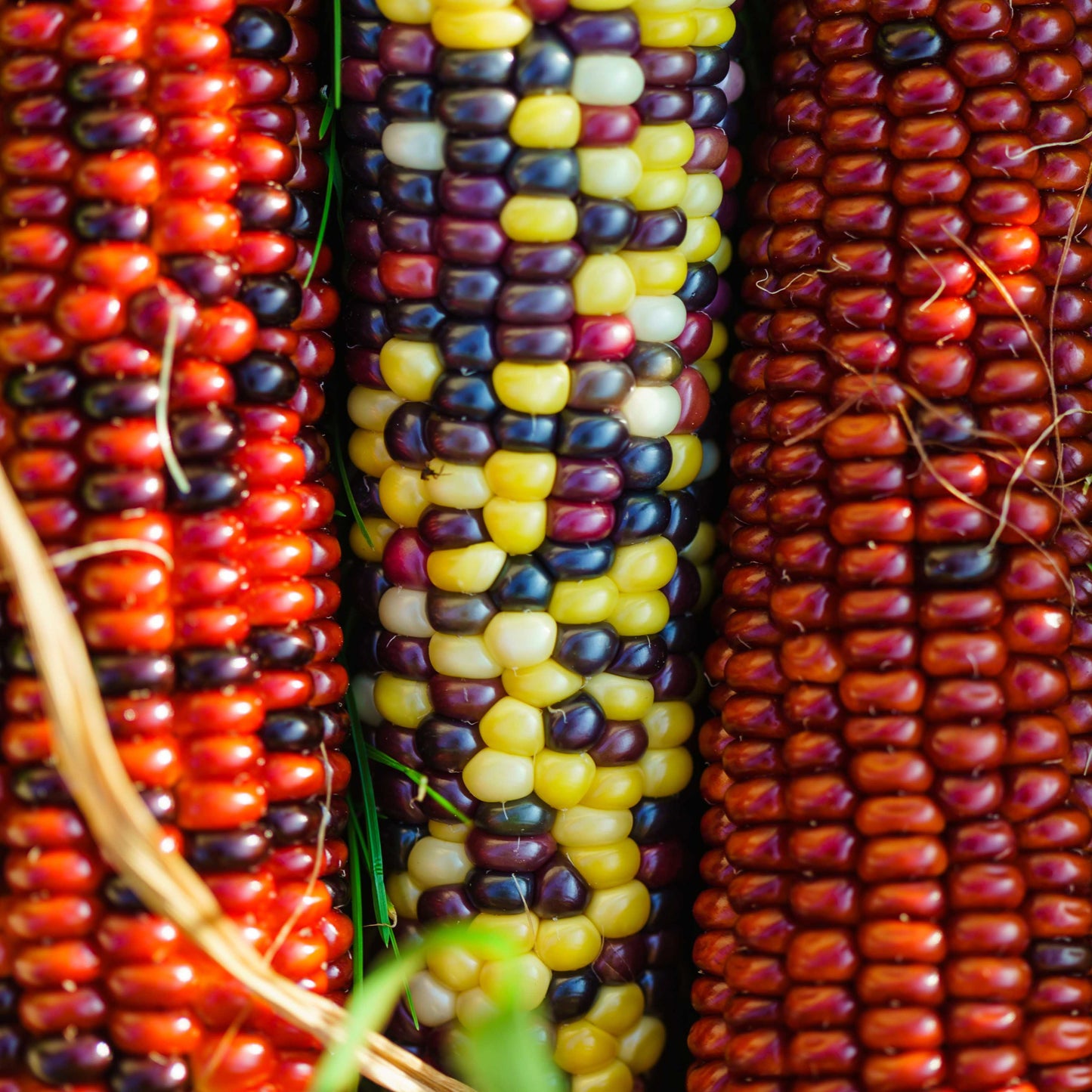 20pcs Sweet Rainbow Corn Seeds