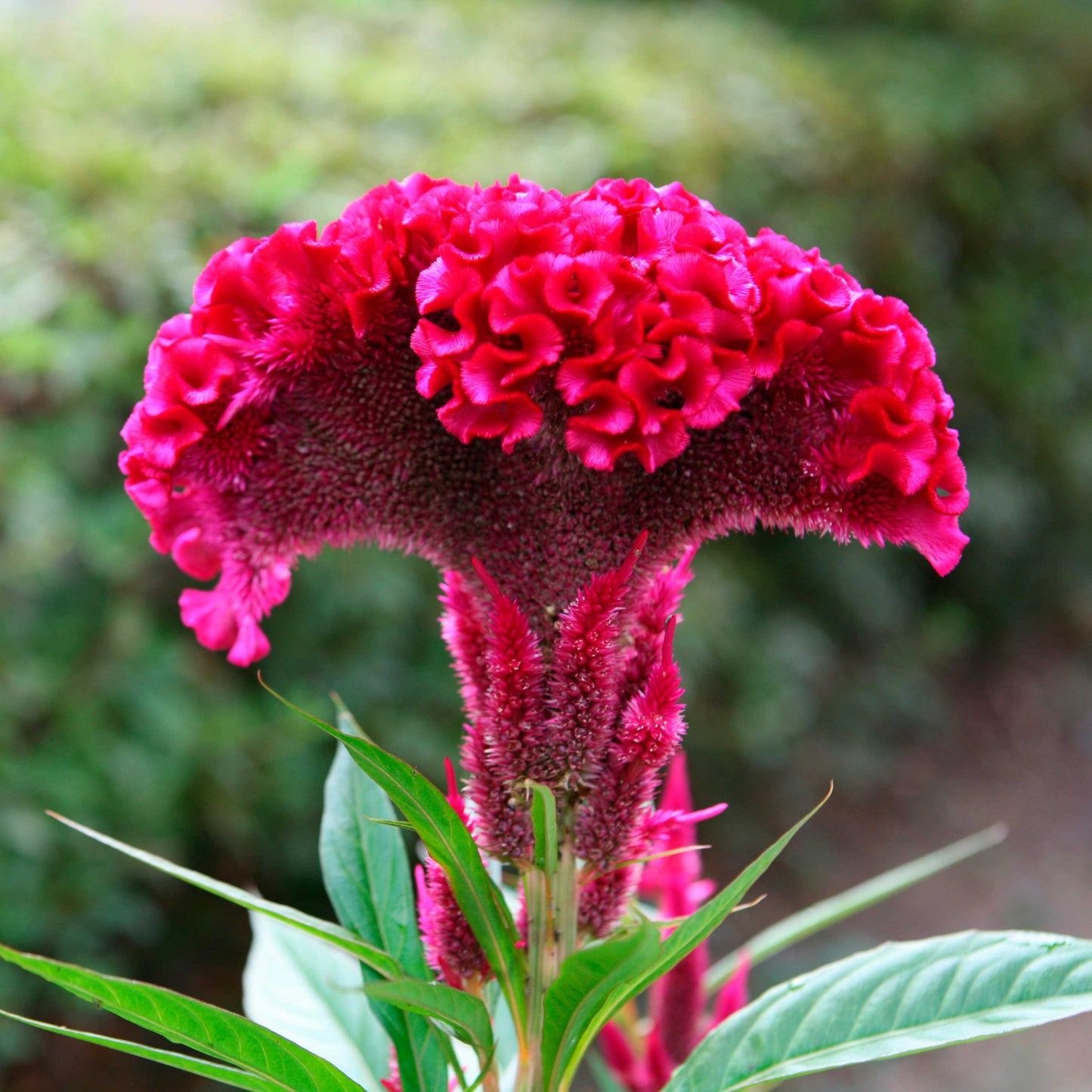100Pcs Cockscomb (Celosia Spicata) Seeds