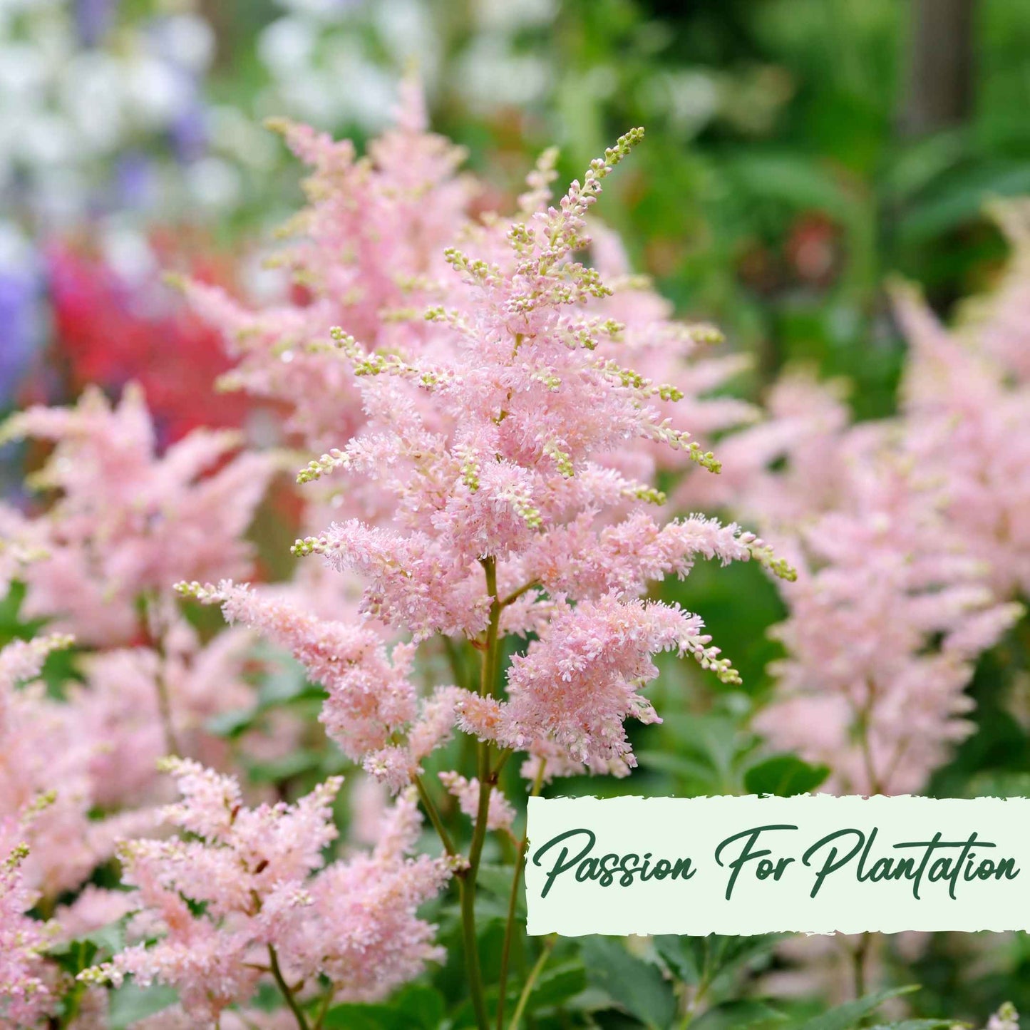 Astilbe Bunter Mix Flower Seeds (Astilbe Arendsii Bunter)
