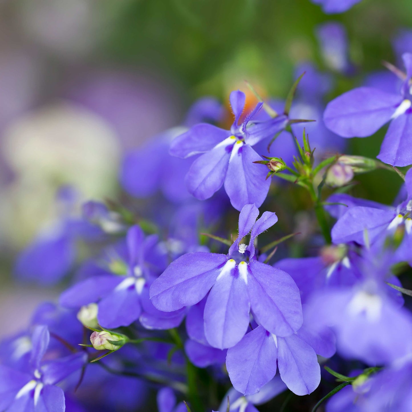 100Pcs Lobelia Seeds