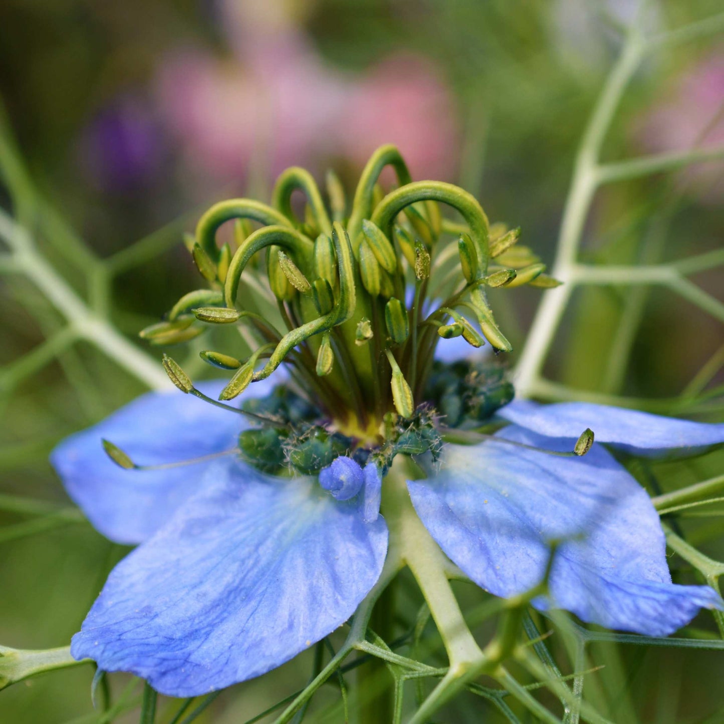 30Pcs Love in a Mist Flower Seeds