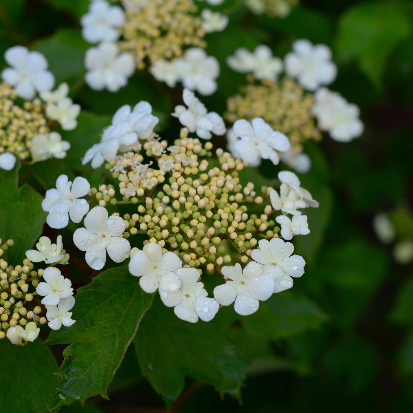 20Pcs Viburnum Trilobum Seeds