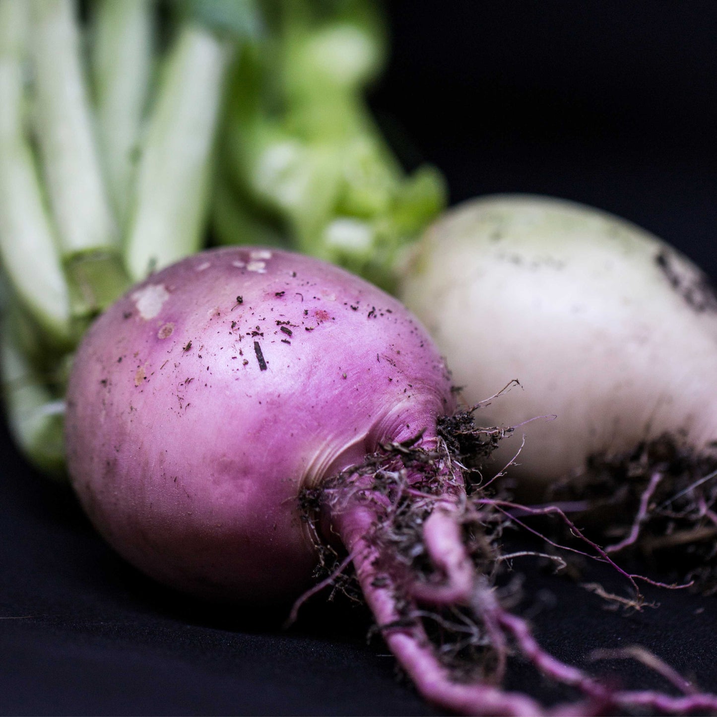 300Pcs Watermelon Radish Vegetable Heirloom Seeds