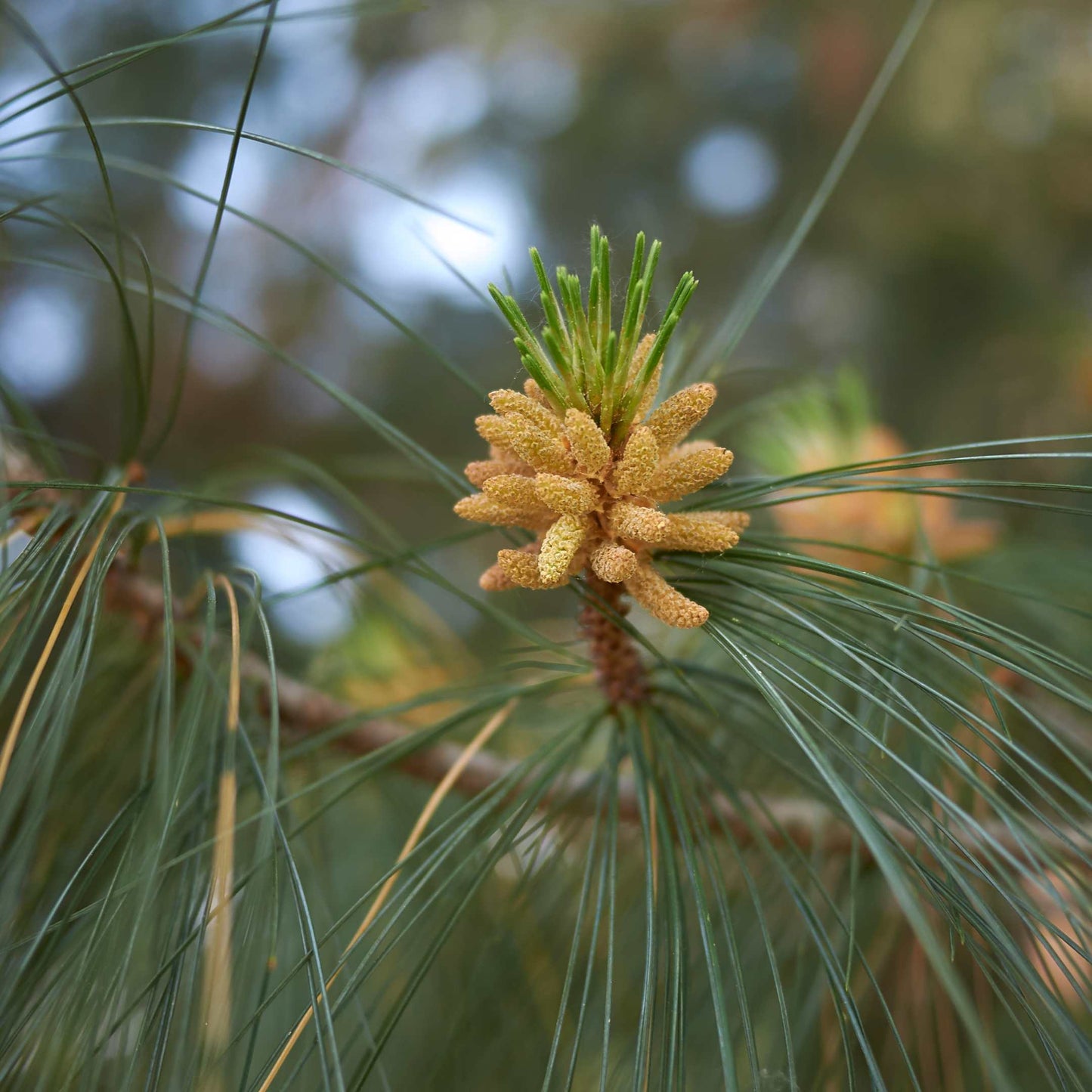20Pcs Eastern White Pine Tree Seeds