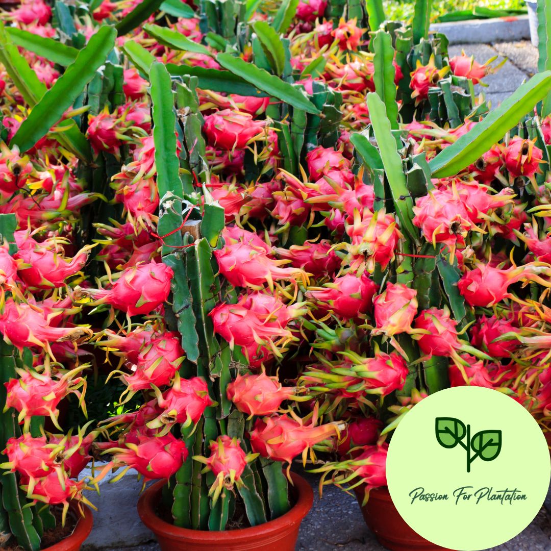 100Pcs Dragon Fruit Seeds