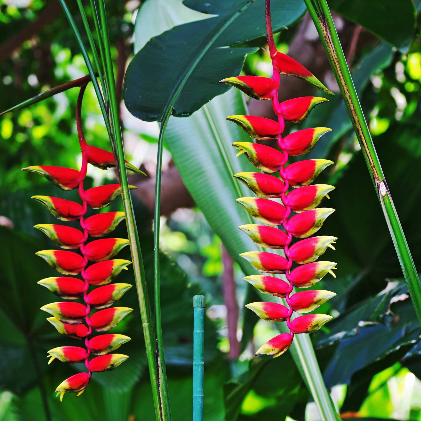 5Pcs Heliconia Wagneriana Ornamental Plant Seeds